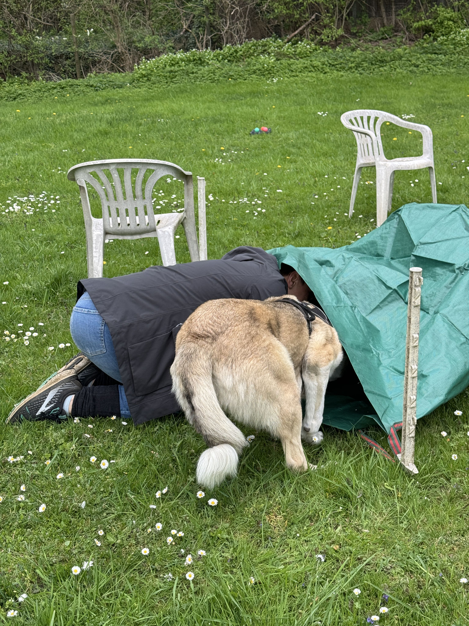 Wenn Frauchen mitkommt verliert sich die Angst