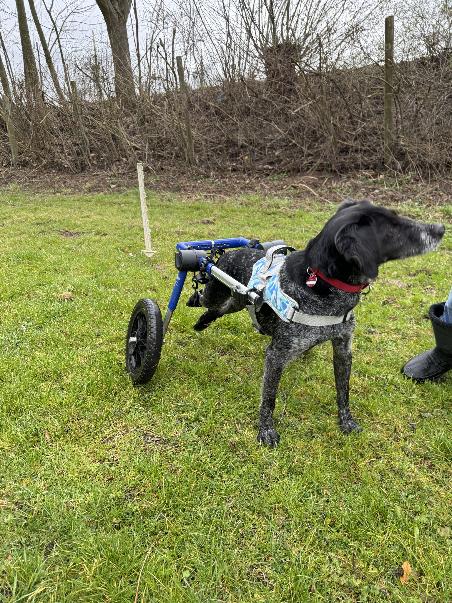 Thaddäus kommt mit seinem Rolli prima klar