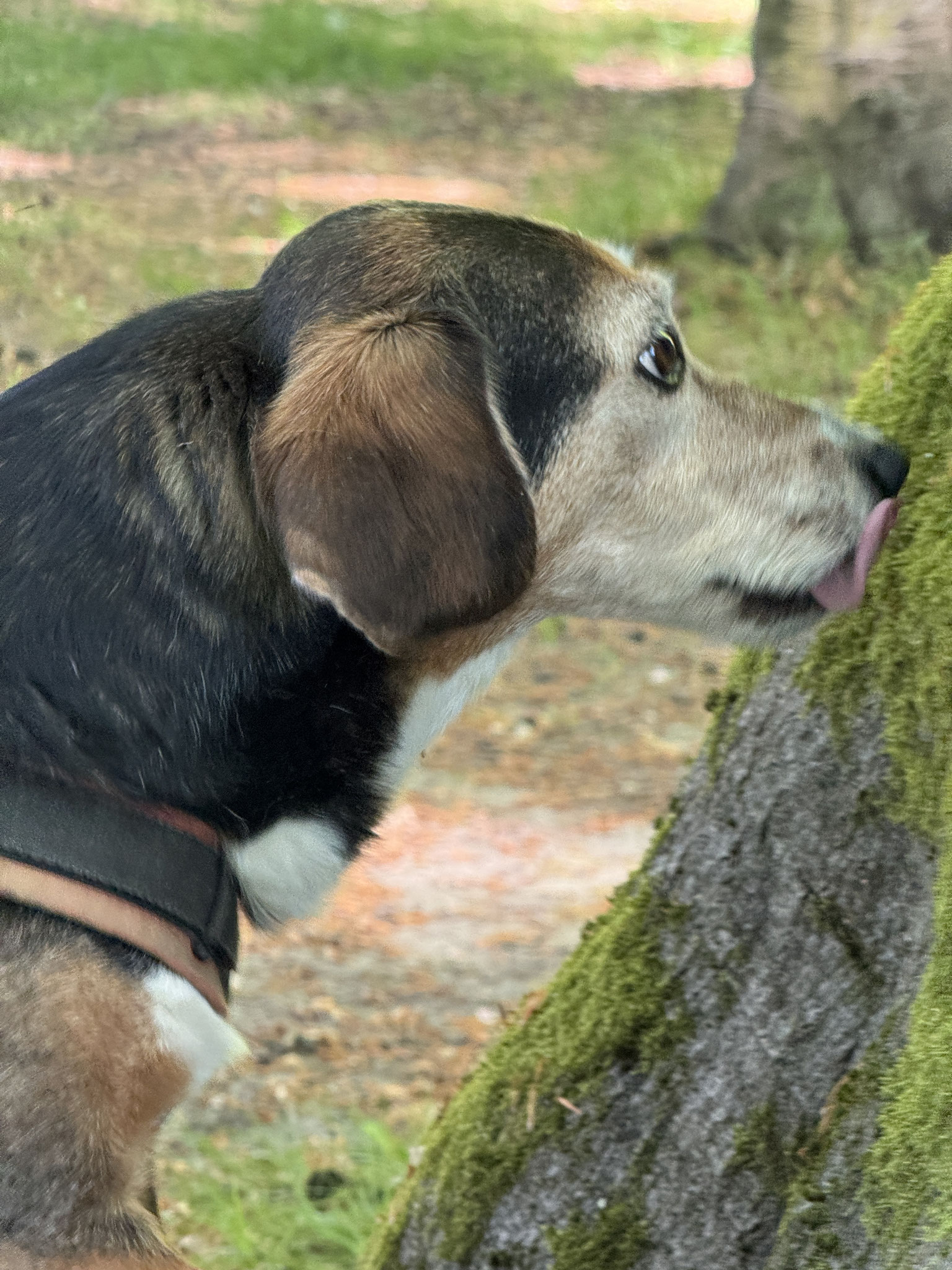 Amy sucht leckere Sachen in der Rinde