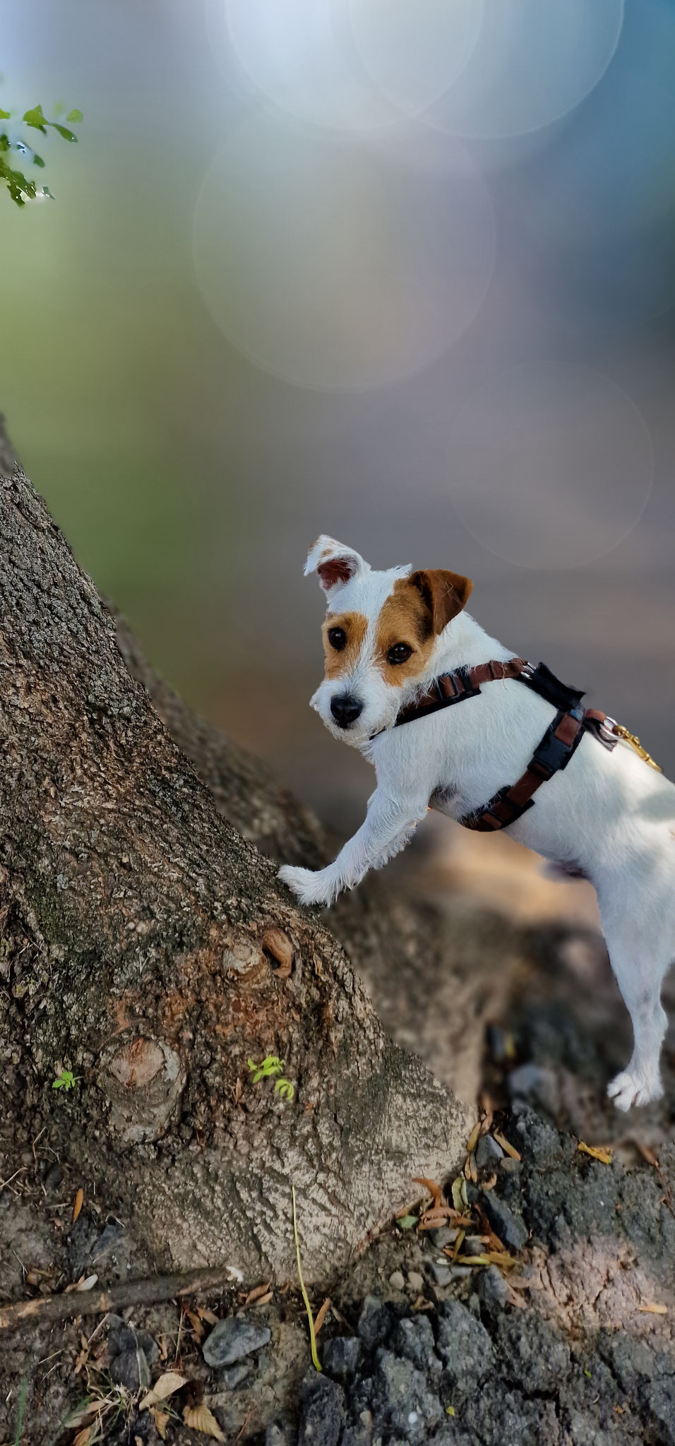 Pepe schubst den Baum