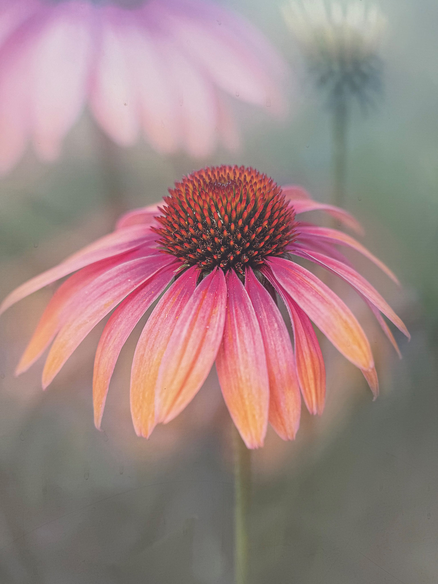 Echinacea purpurea