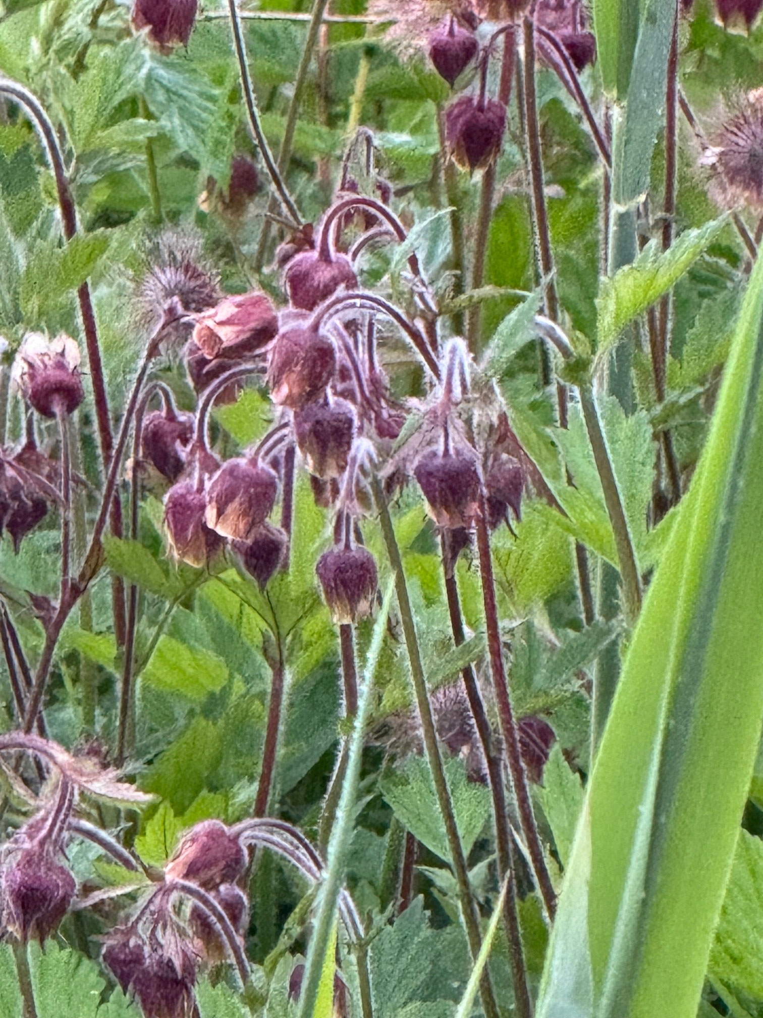 Pulsatilla pratensis
