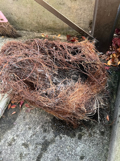 排水管内で成長した植栽の根｜富山市戸建住宅