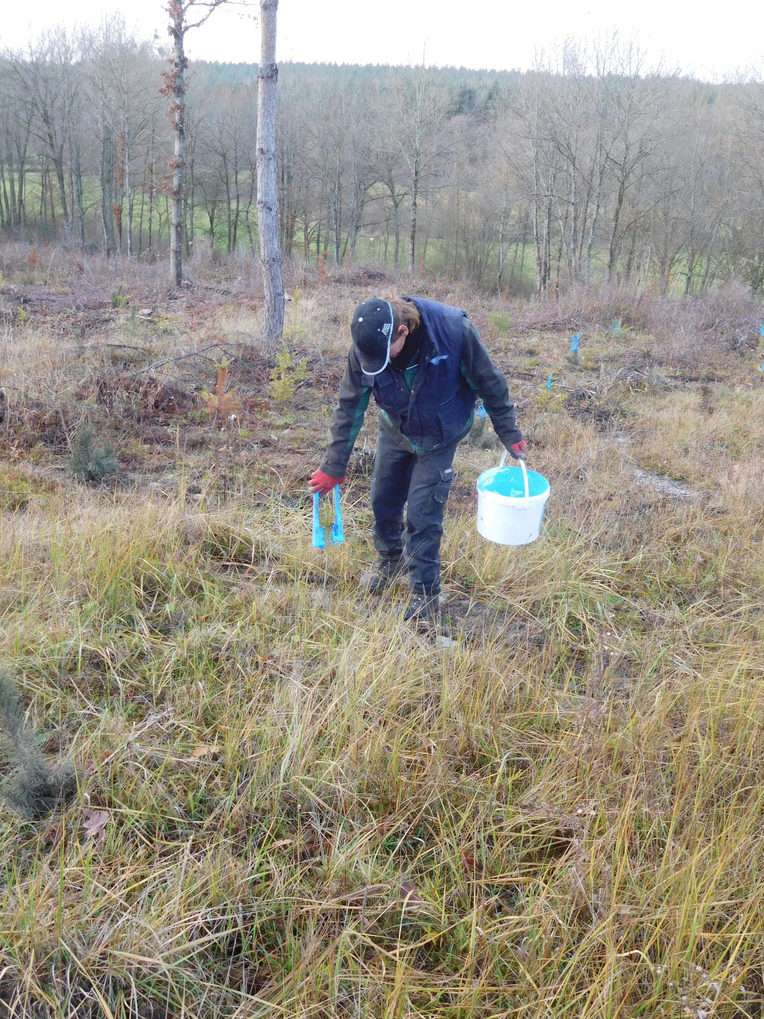 Application d'un latex forestier avec répulsif
