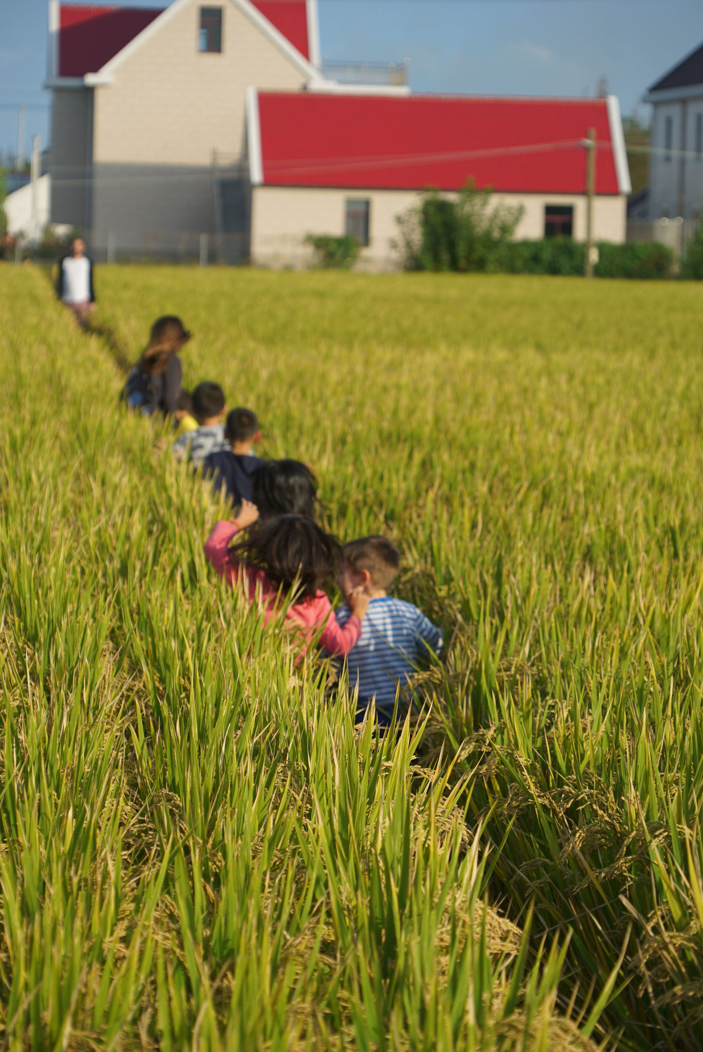 playing in the rice field