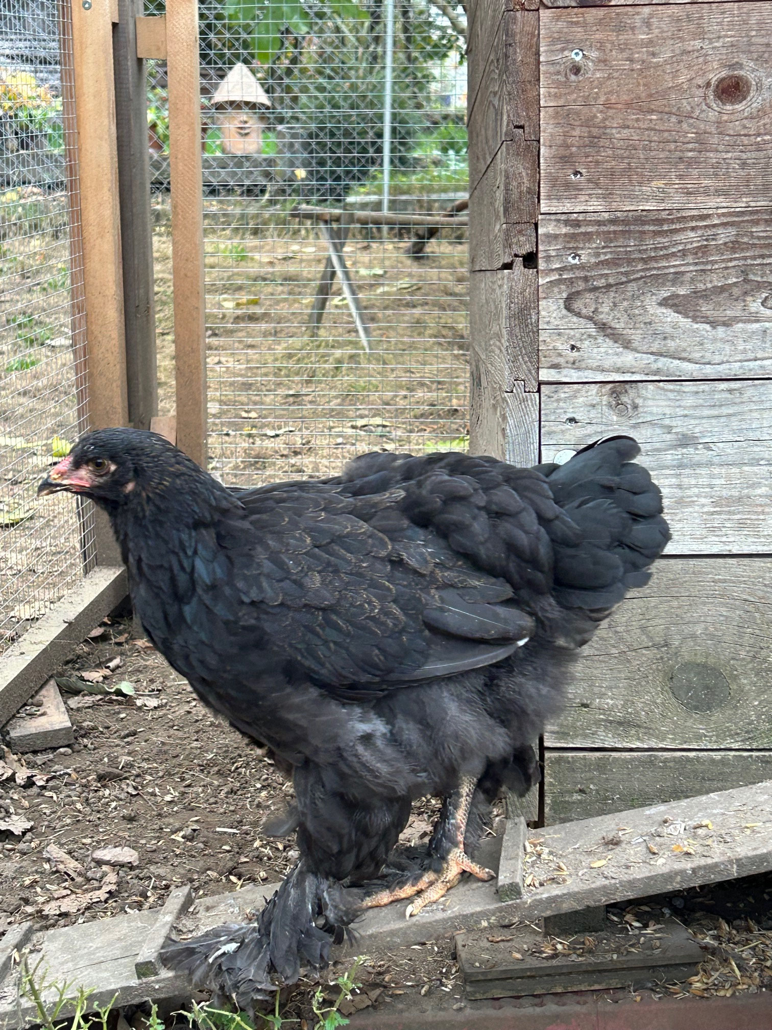 Blacky