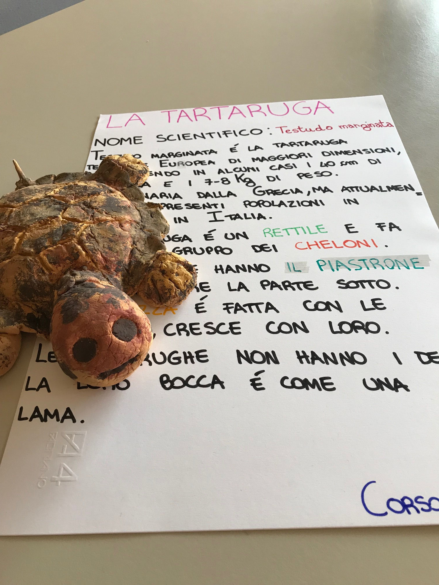 Progetto Linneo: a.s. 2018/2019 Angelica