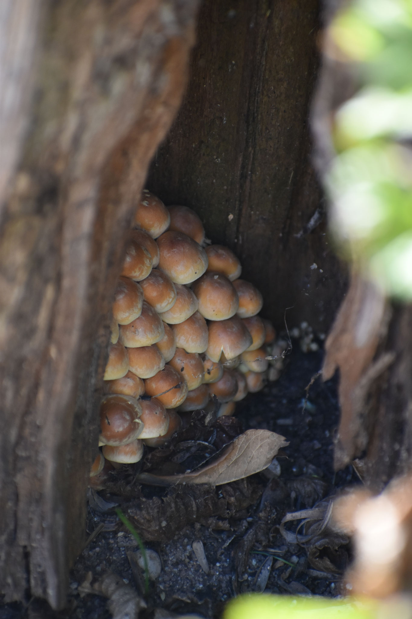 Pilze benötigen morsches Holz (Bild: Heidi Seiß)