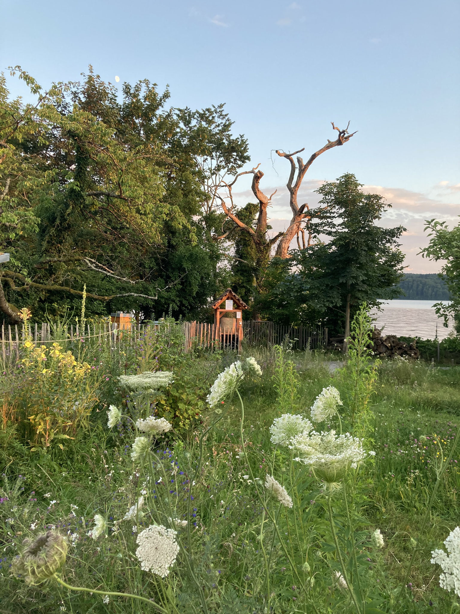 Wilde Blumenwiesen und ein malerischer toter Baum am Seeufer