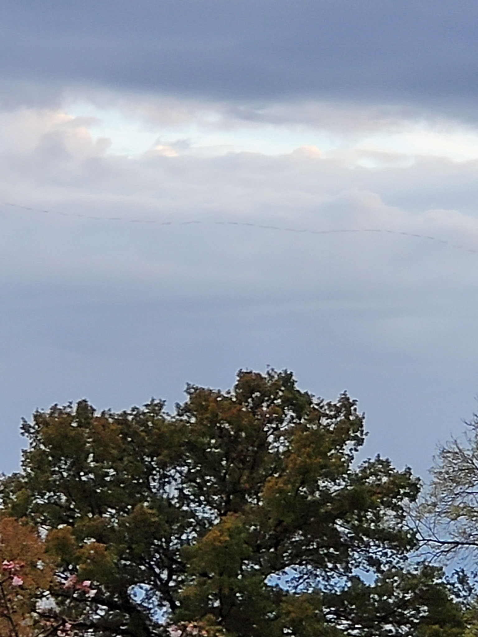 Kraniche im November , zuletzt am 29.11.