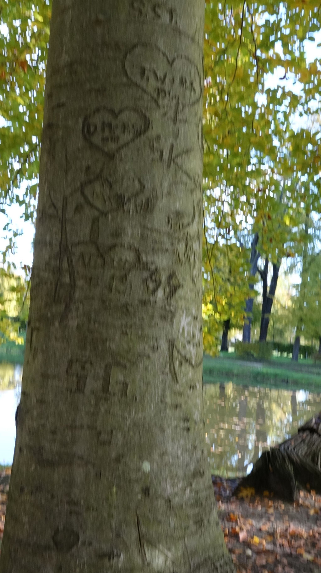 Der Baum der Liebeserklärungen