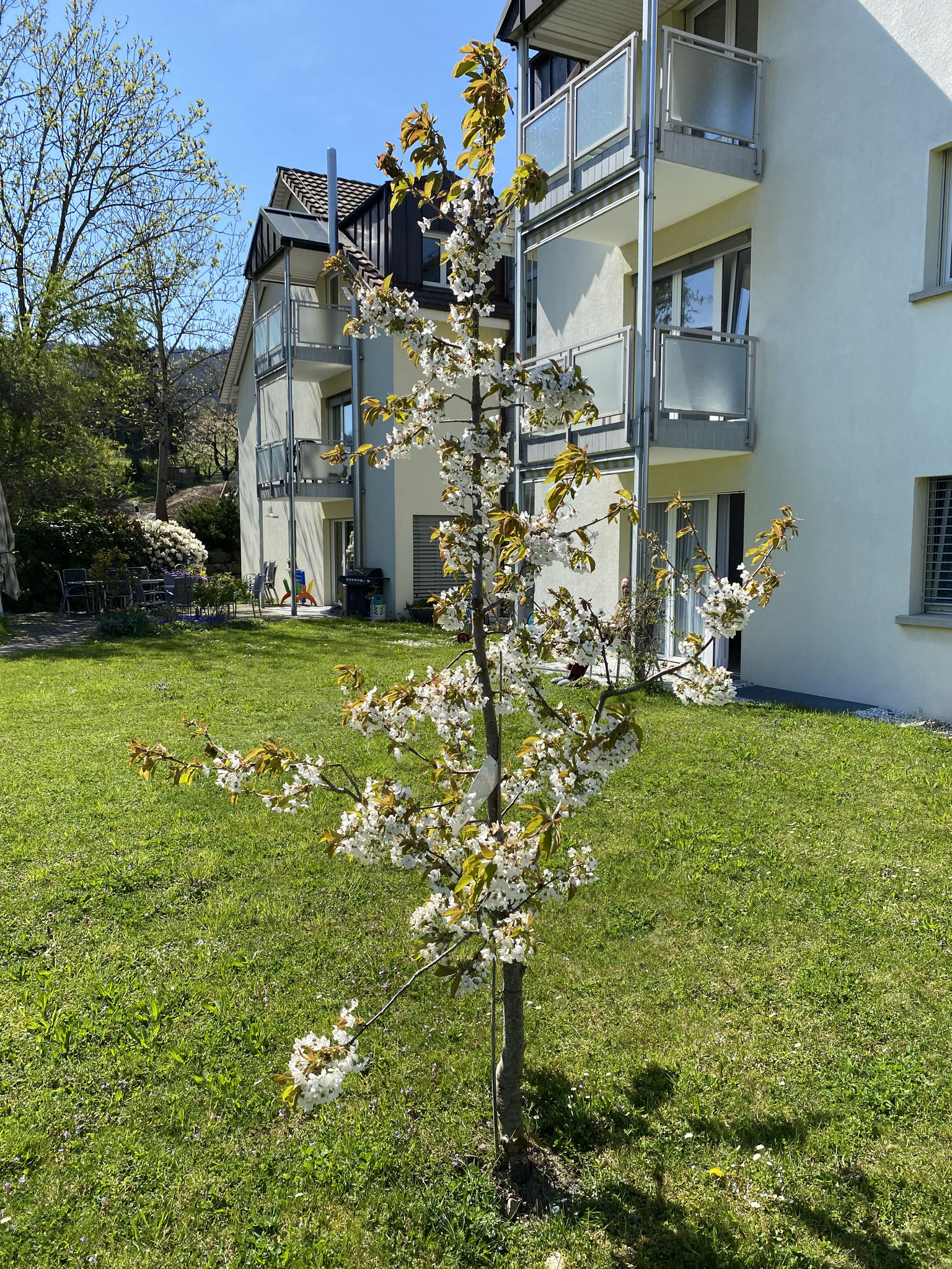 auch der neu gepflanzte Kirschbaum wächst und blüht
