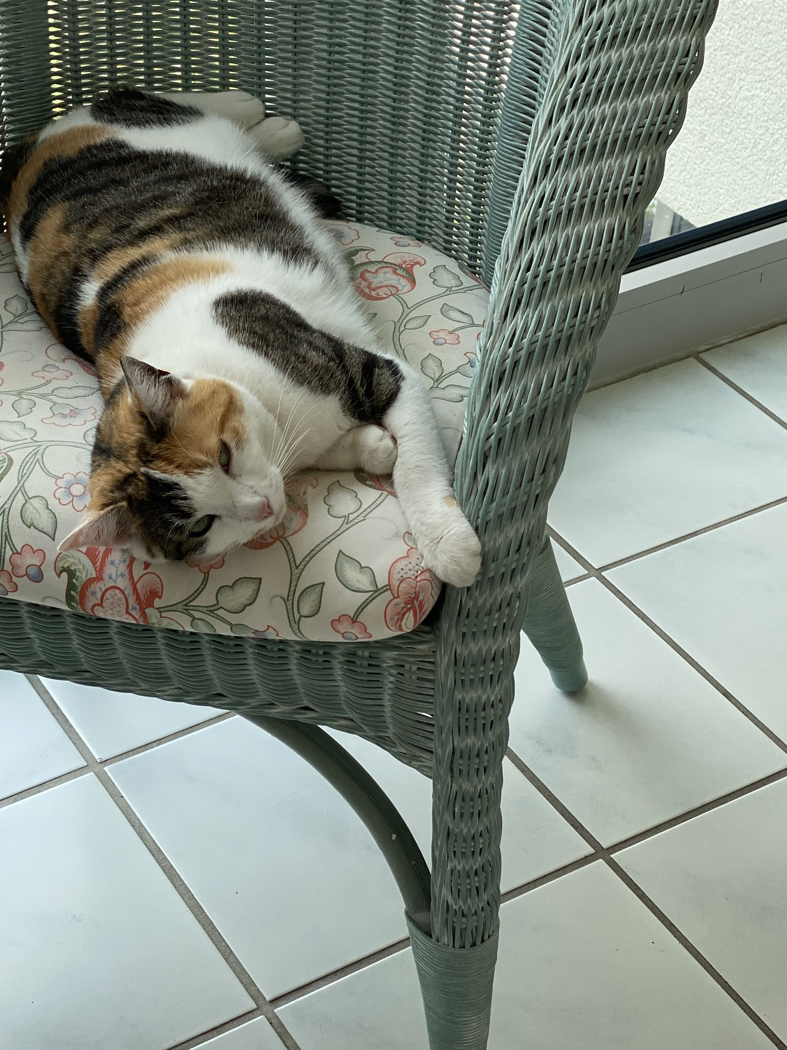 Heim-Katze Lexi wartet auf Streicheleinheiten