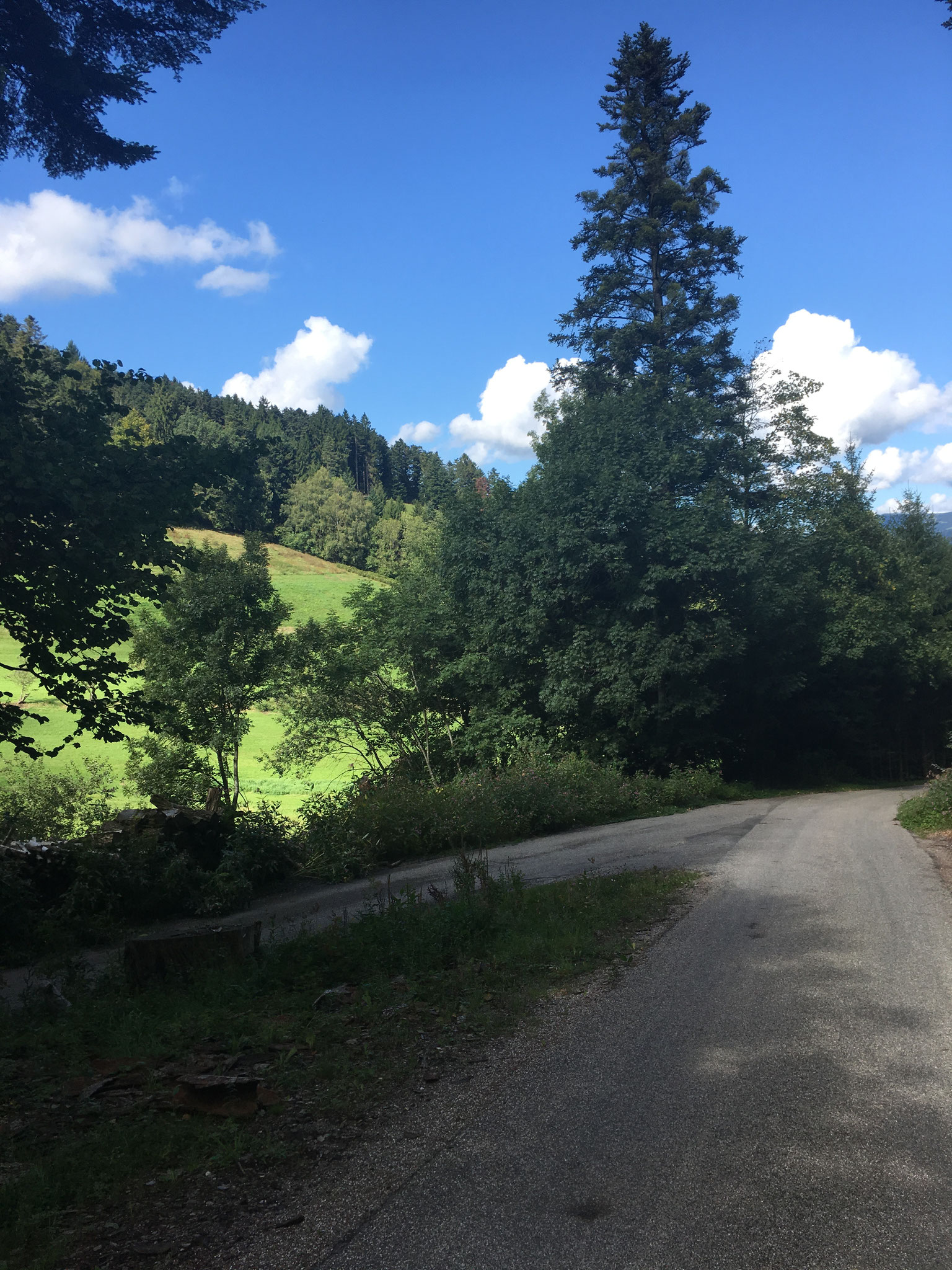 Tanne bei Kirchzarten-Dietenbach 2017