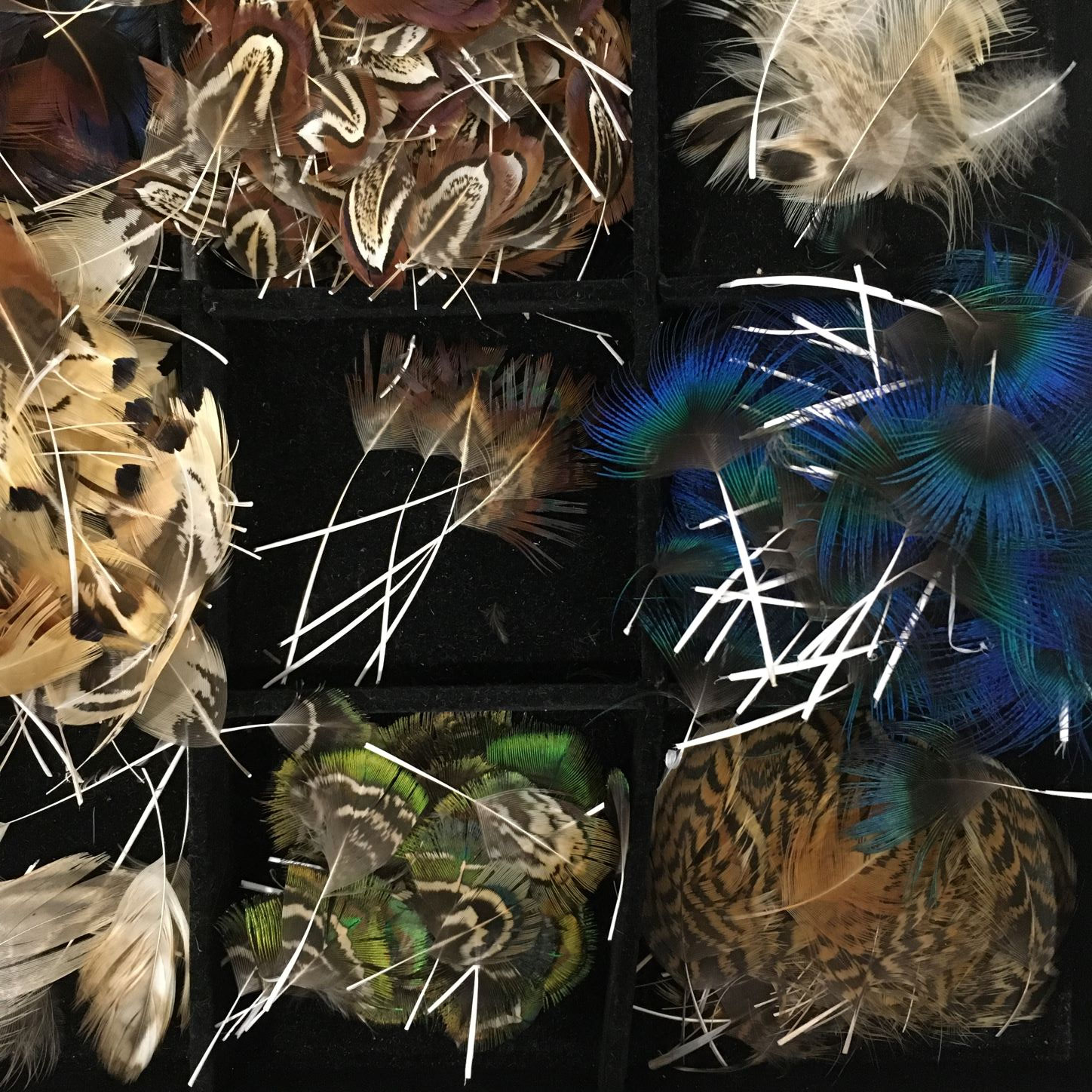 Tri des plumes par espèce d'oiseaux