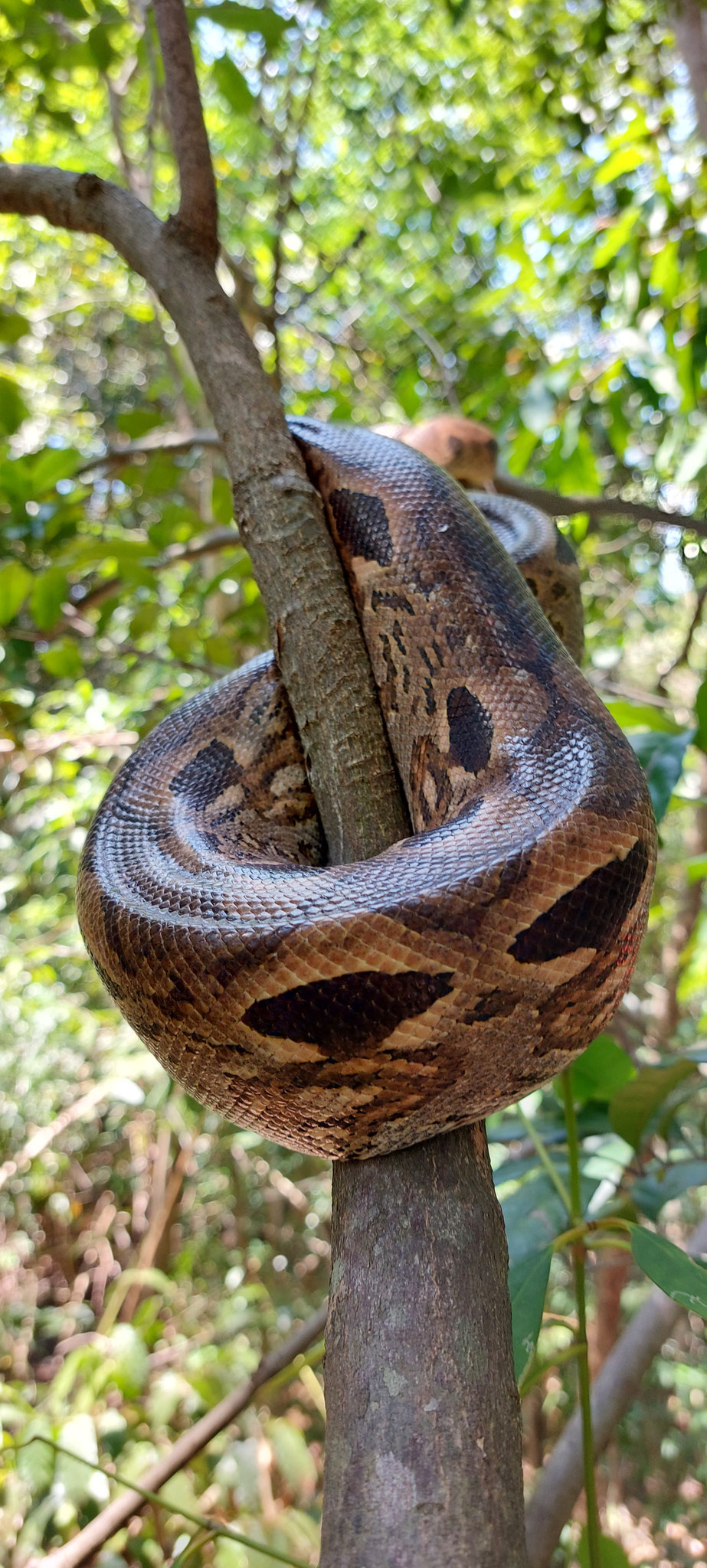 Boa constrictor