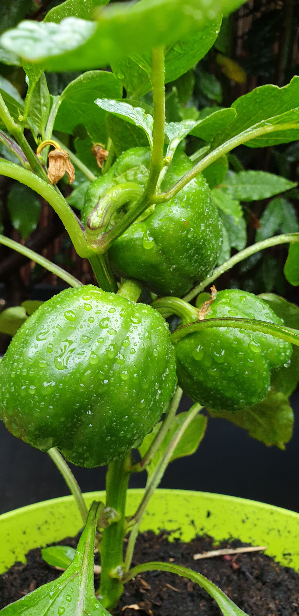 11/8:Paprika's op mijn terras. Van mijn zus kreeg ik 2 kleine plantjes.