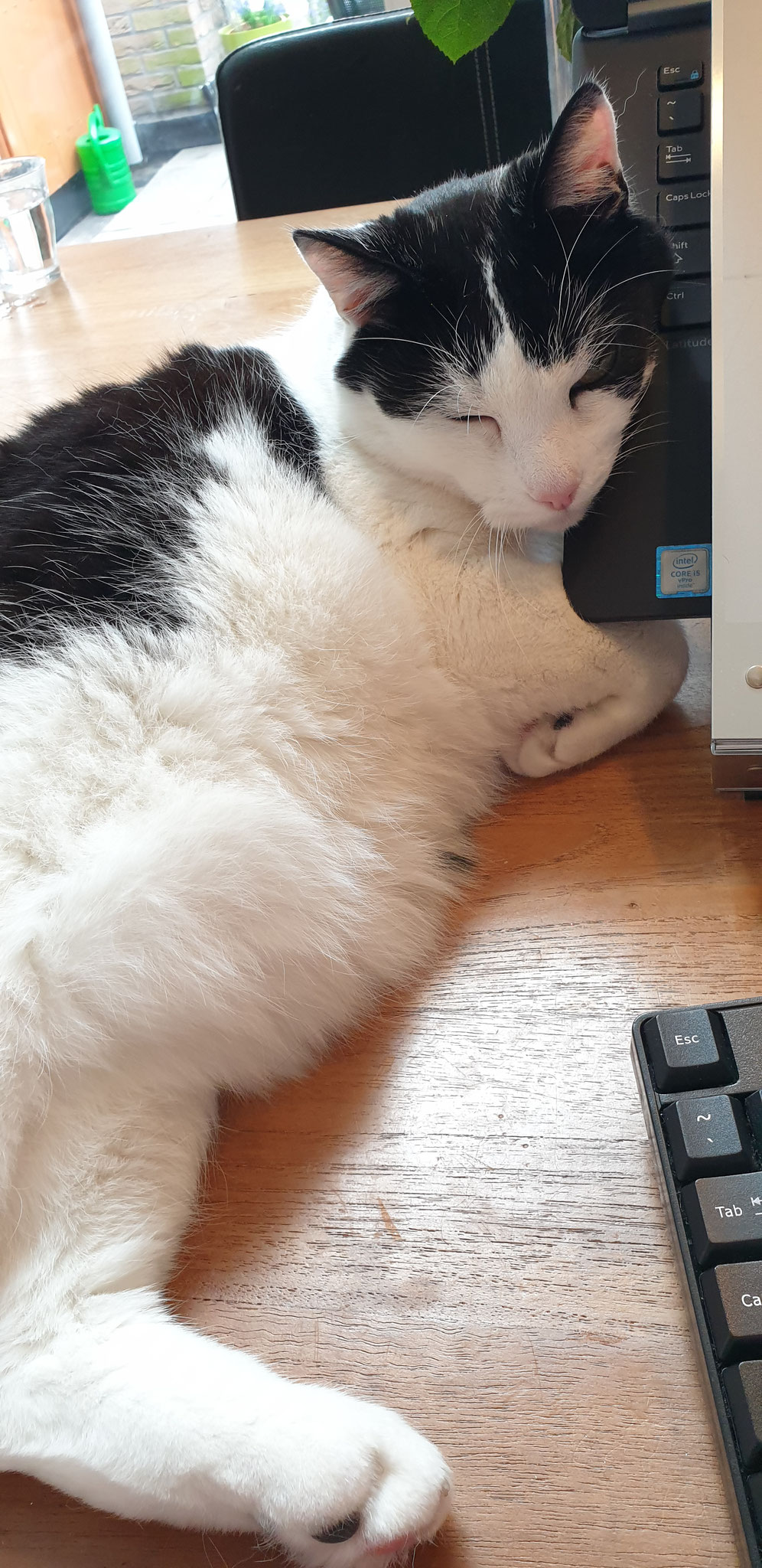 22/7: een weekje bij nr.81 op Bugs passen