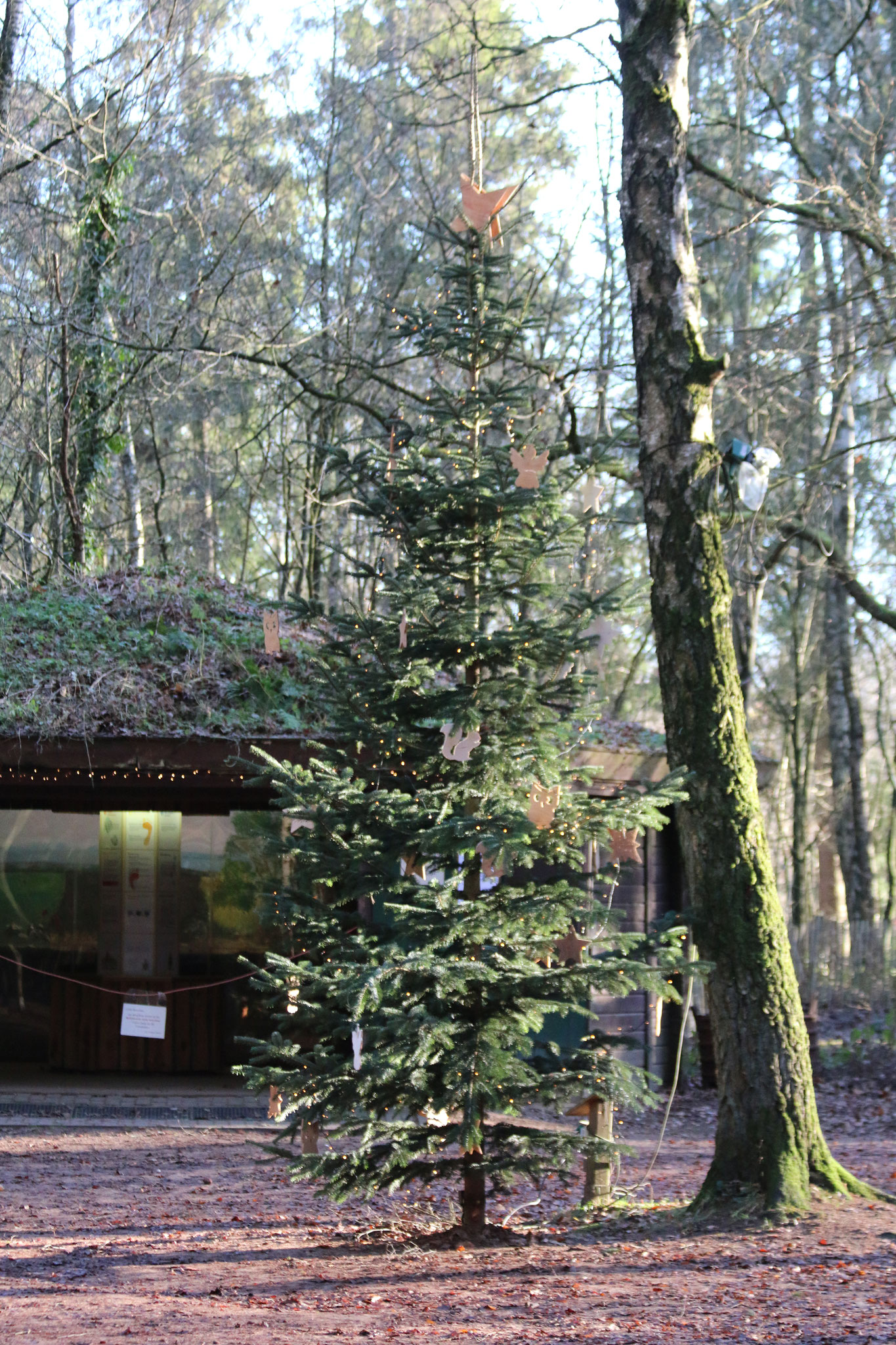 Vorweihnacht im Wildpark