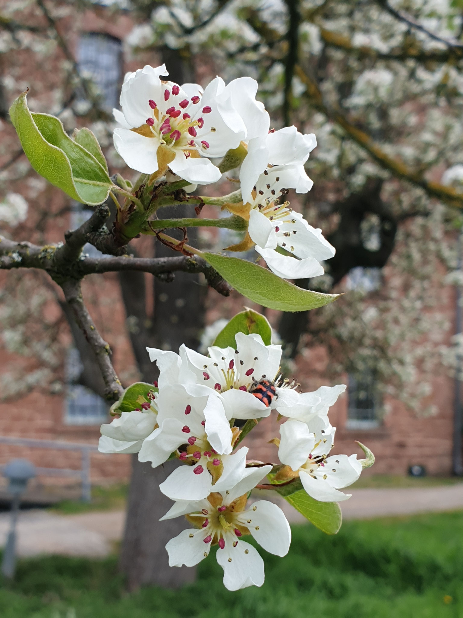 Birnenblüte