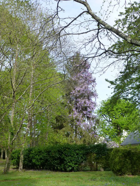 une magnifique glycine hote d'un grand sapin