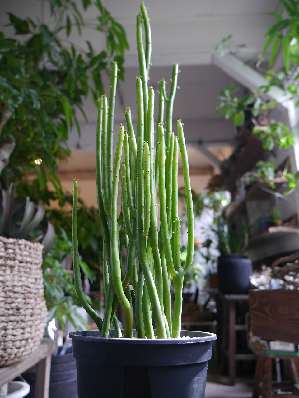 多肉植物の仲間です