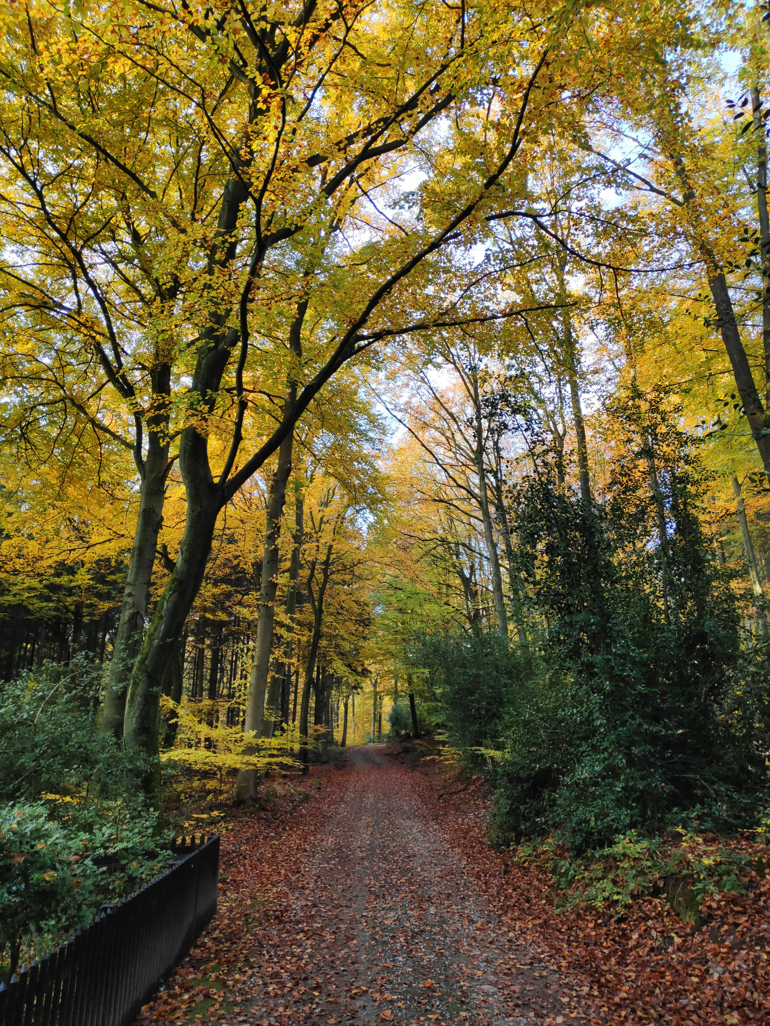 Der Meroder Wald - Ruhe und Erholung garantiert