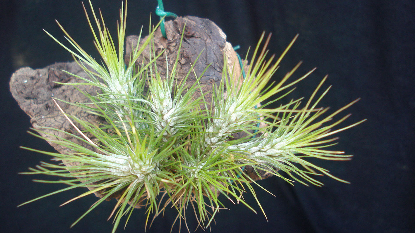 Tillandsia funckiana