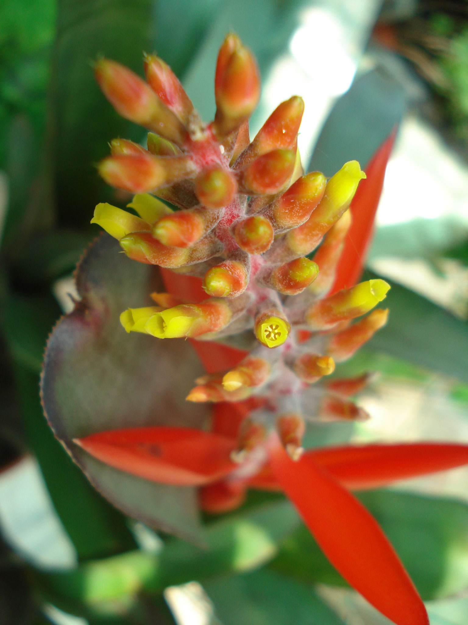 Aechmea nudicaulis 