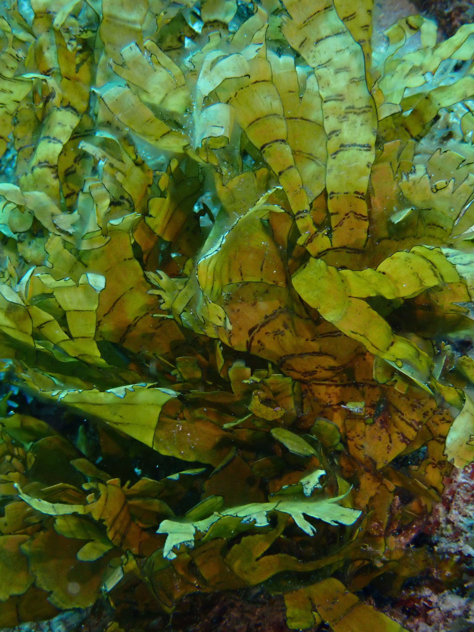 Stypopodium multipartitum - Guadeloupe