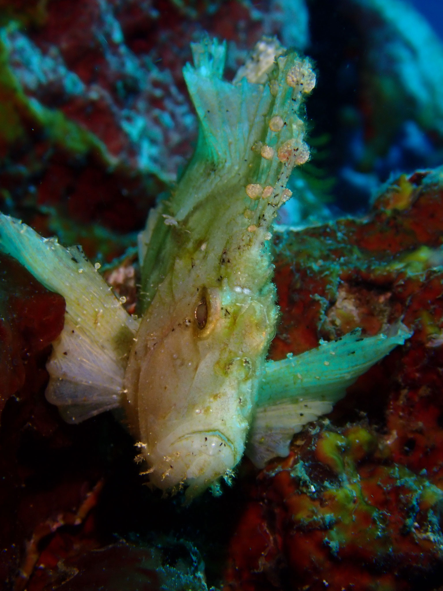 Poisson-feuille cacatoès Ablabys taenianotus
