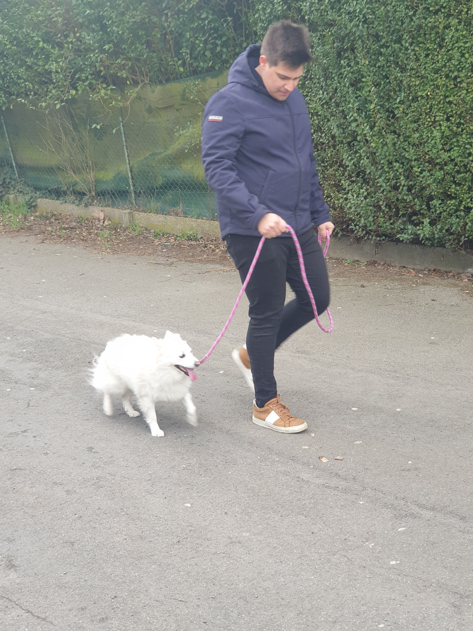 "Loulou" Spitz moyen