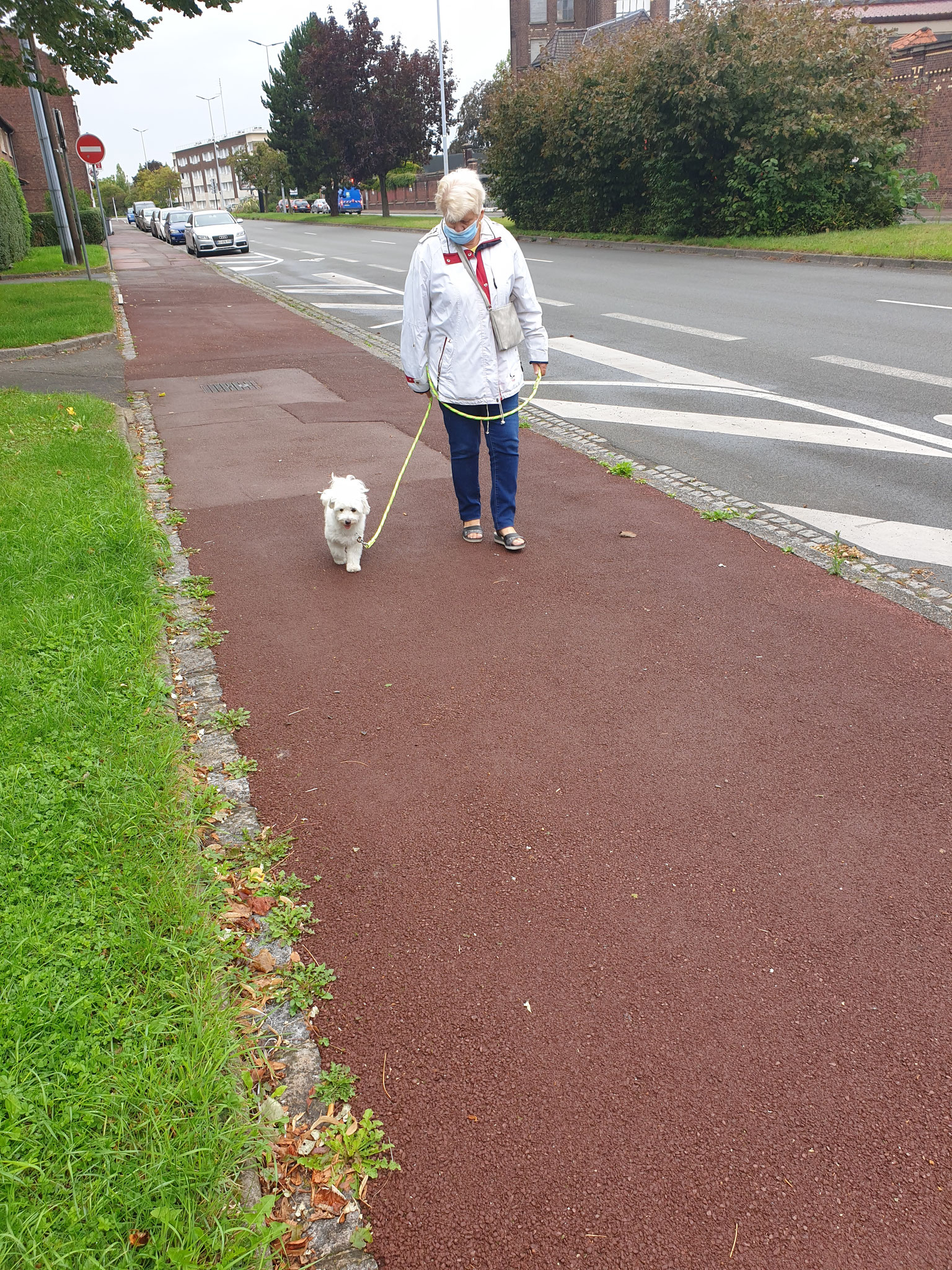 "Maya" Bichon Maltais