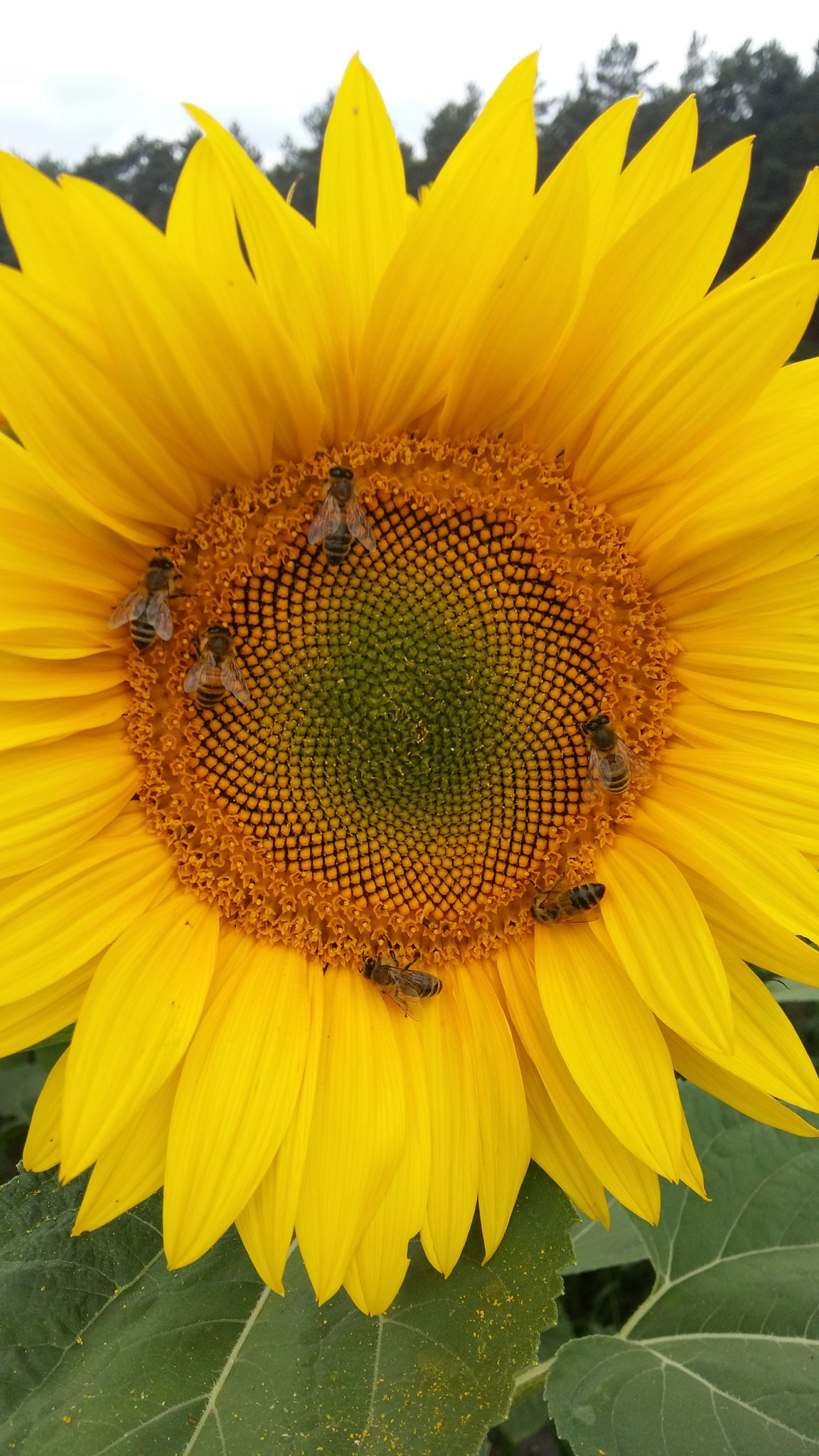 Gleich sechs Sammlerinnen auf einer Sonnenblumenblüte