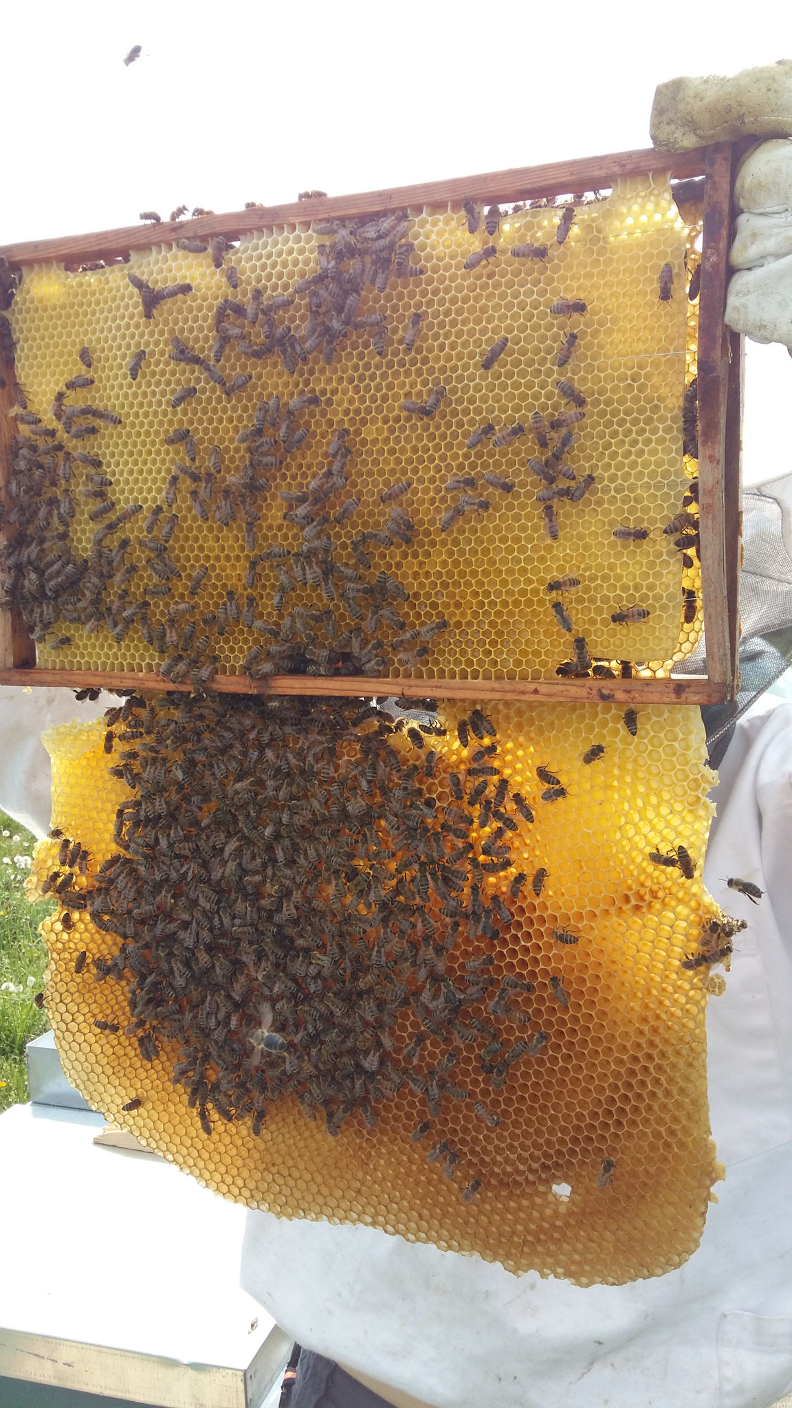 Unsere Bienen sind fleißig - hier haben sie gleich eine Wabe unten angebaut