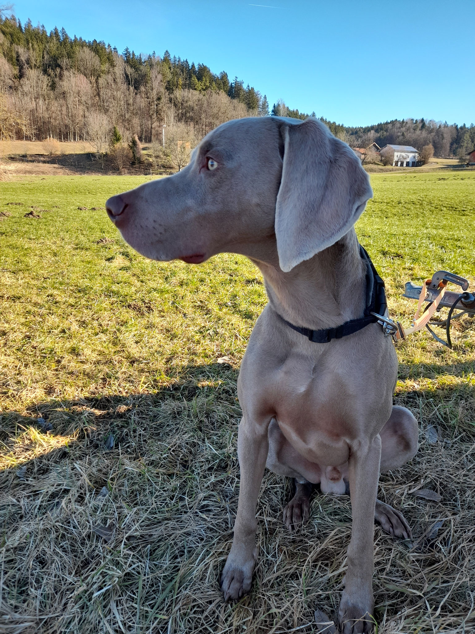 Weimaraner kurzhaar