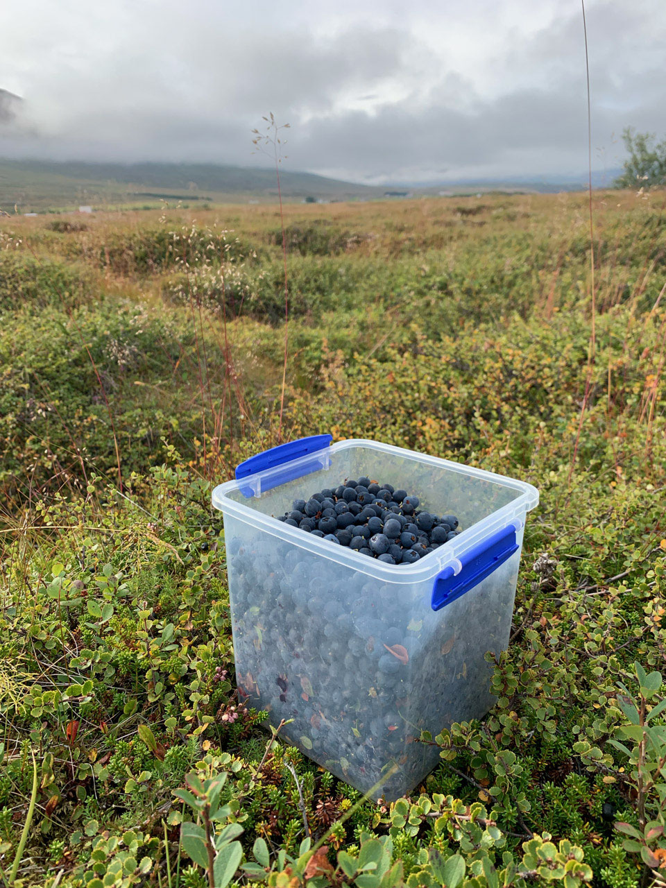 Blaubeeren sammeln mit Schwester Selestina. 