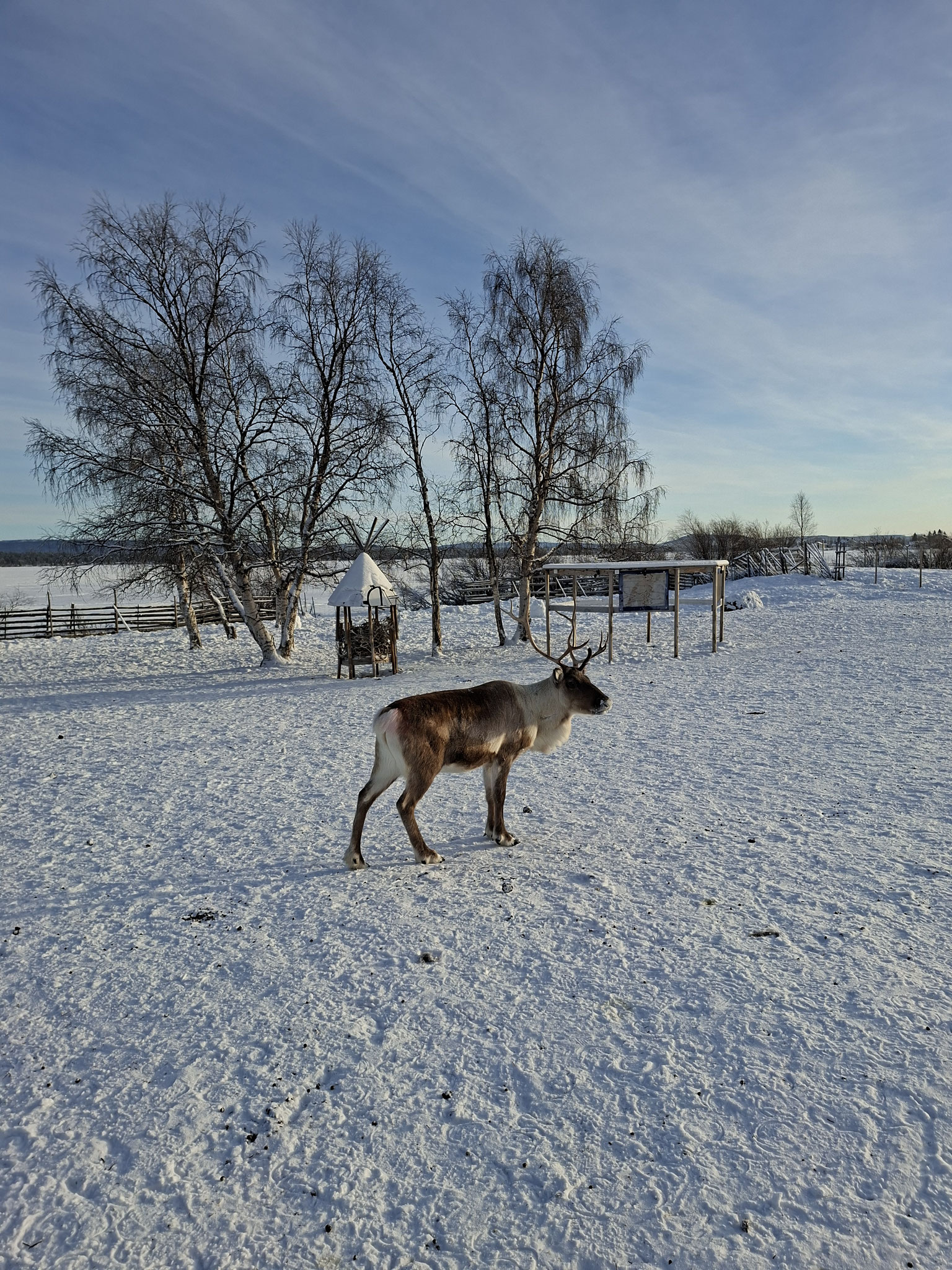 Rentier im Sami Museum in Jukkasjärvi.