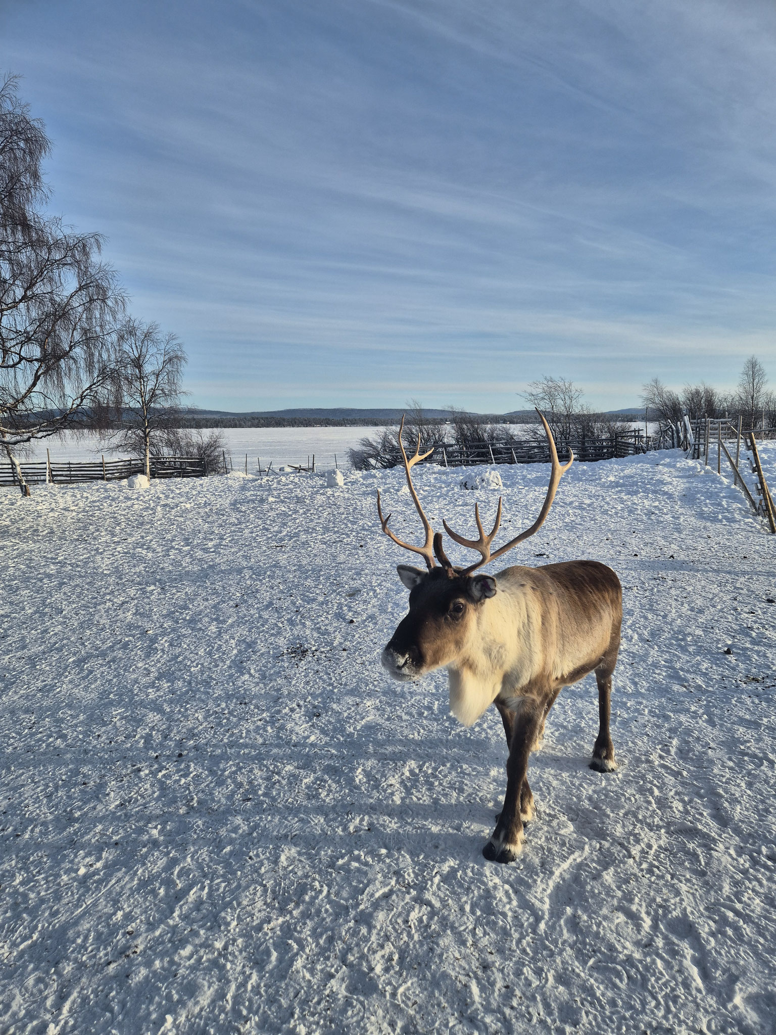 Rentier im Sami Museum in Jukkasjärvi.