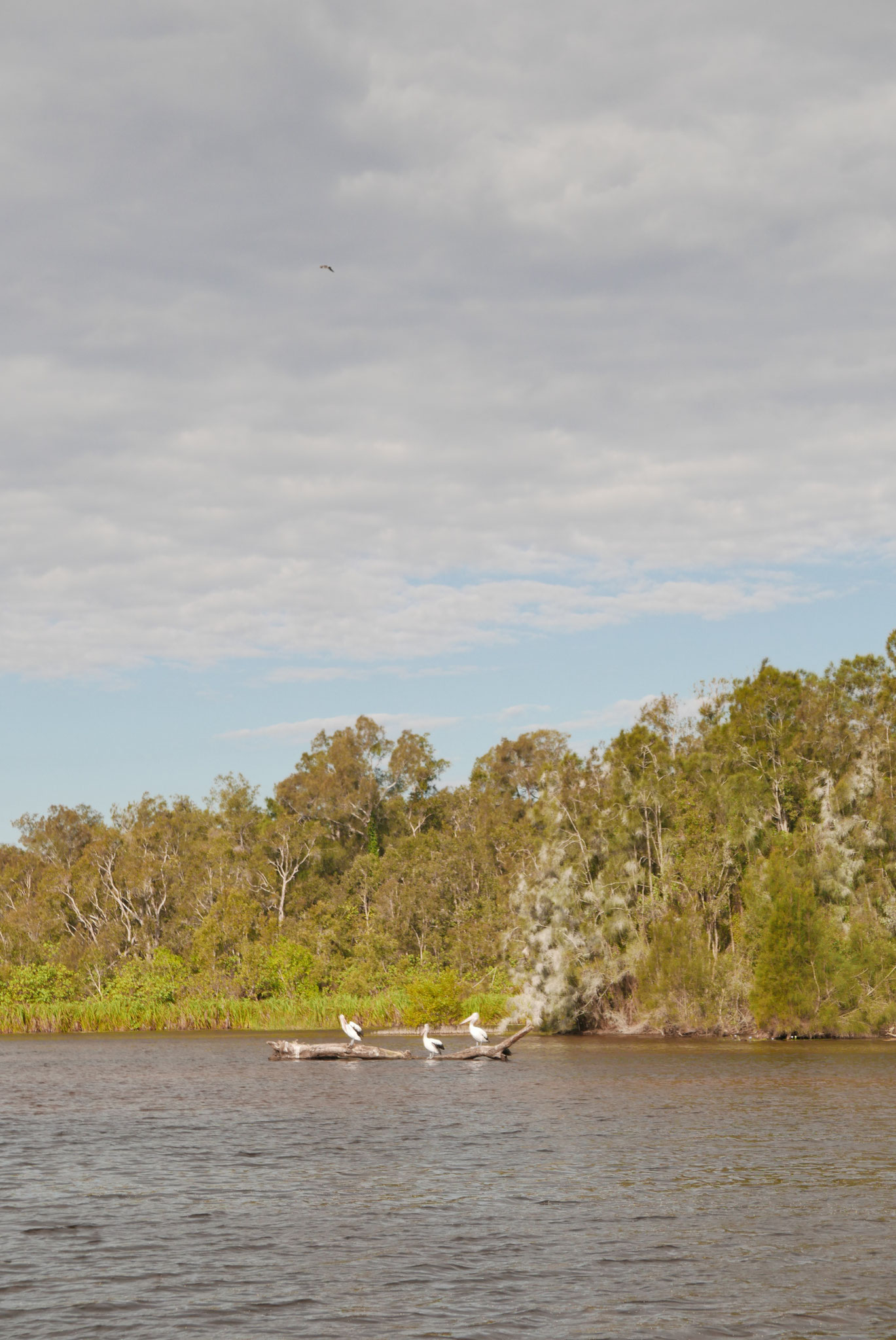 Australische Pelikane in den Noosa Everglades