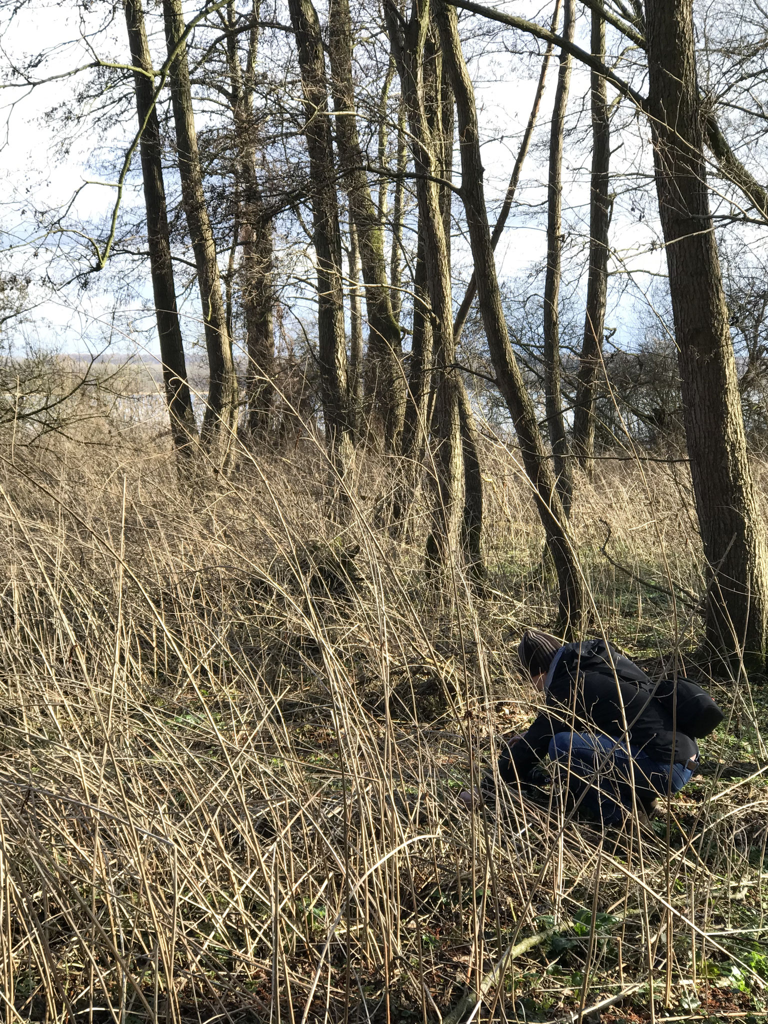 Biotop, Bodenfeuchtes Ufer mit Salix und Alnus