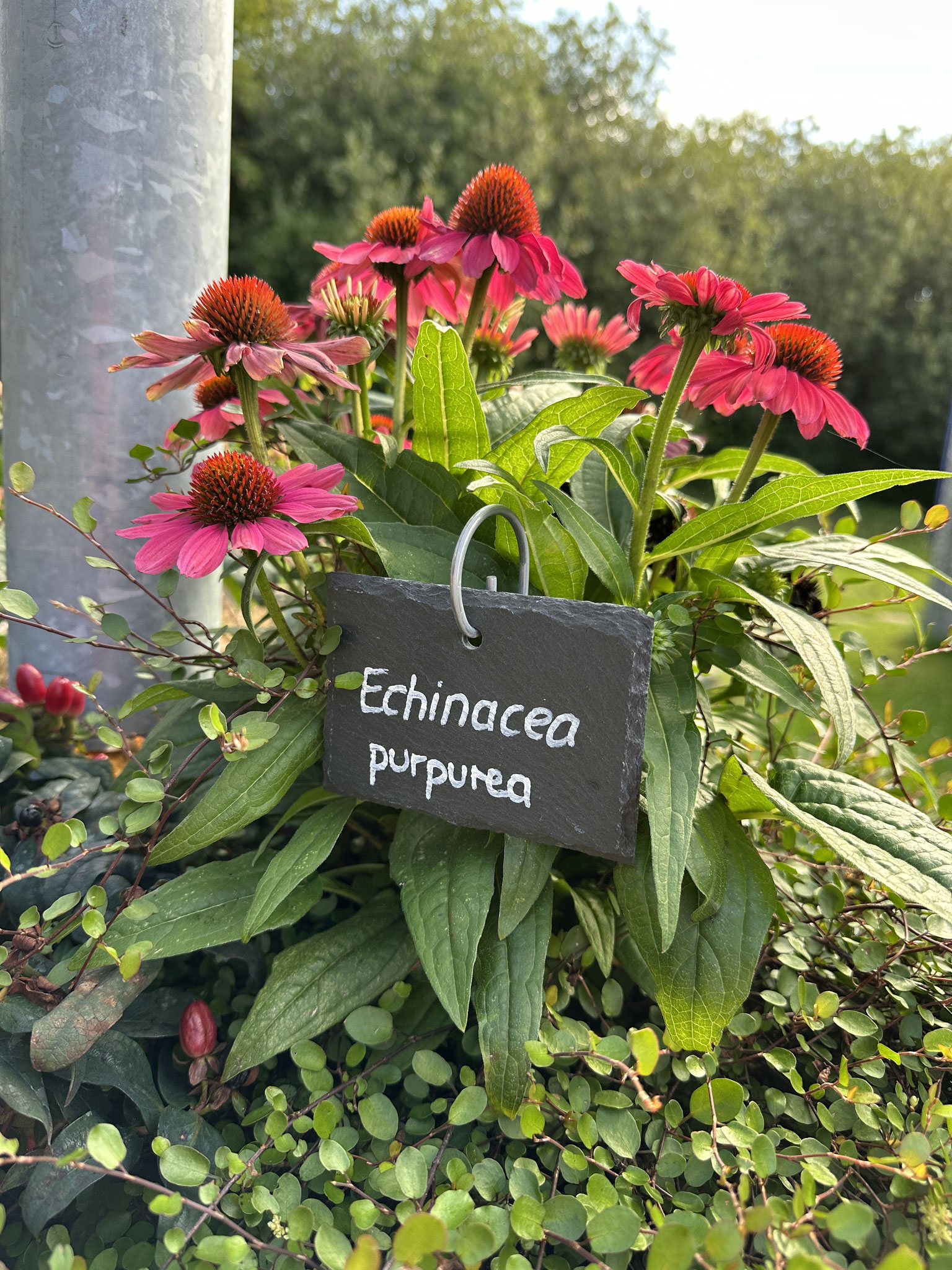 Strahlende Farben der Echinacea