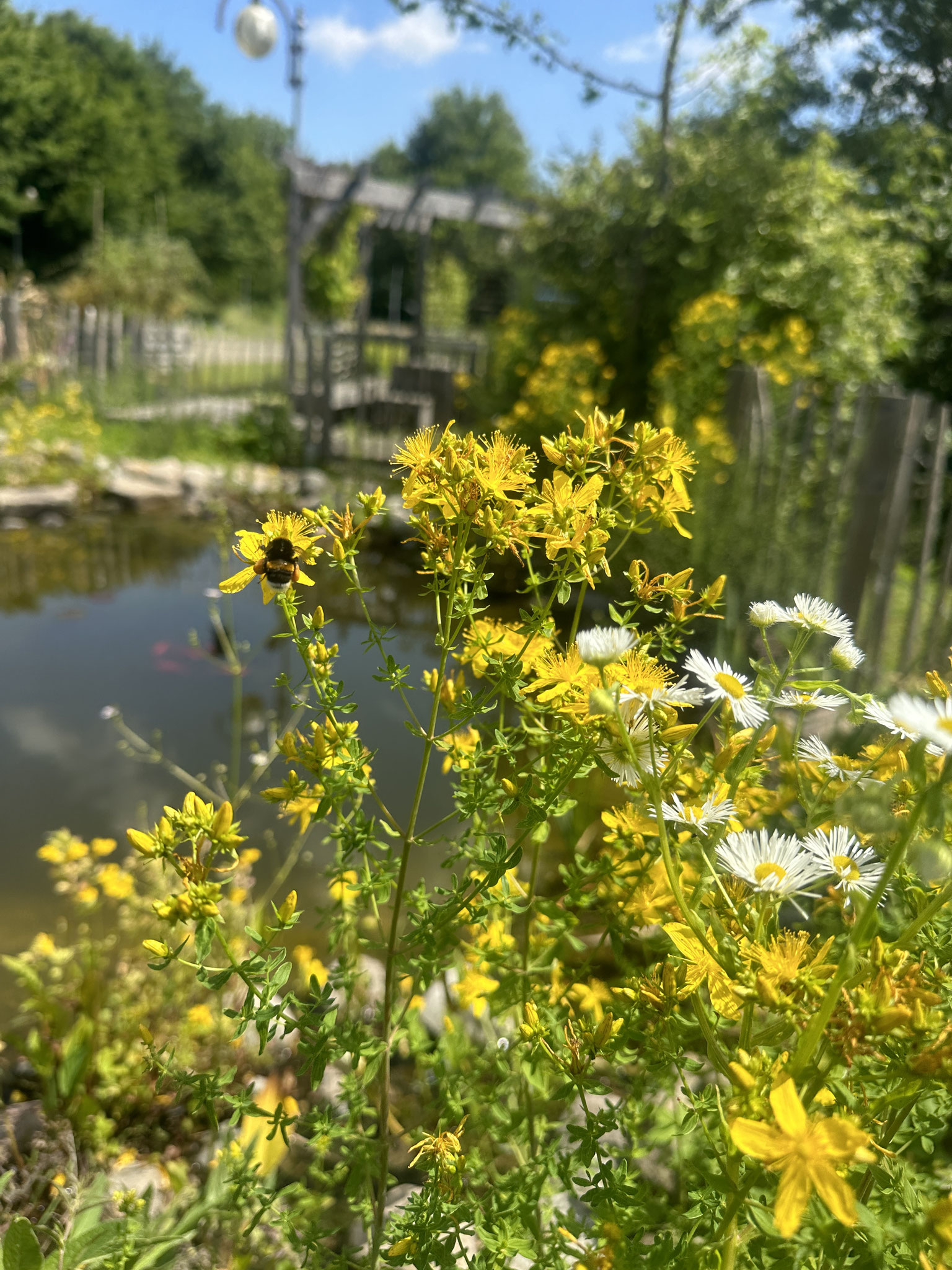 Eine Hummel bedient sich am Johanniskraut