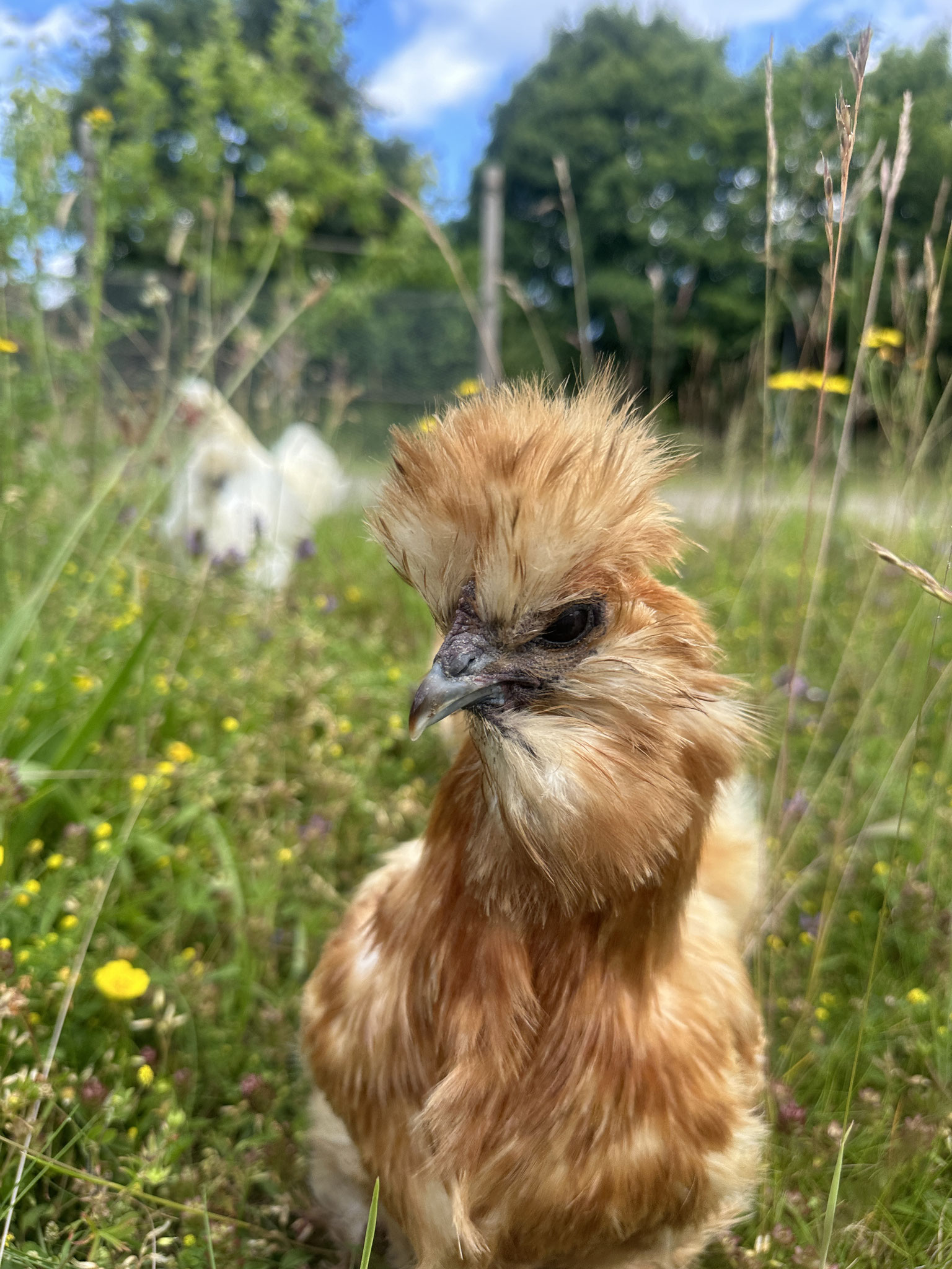 Die Hühner genießen den Freilauf