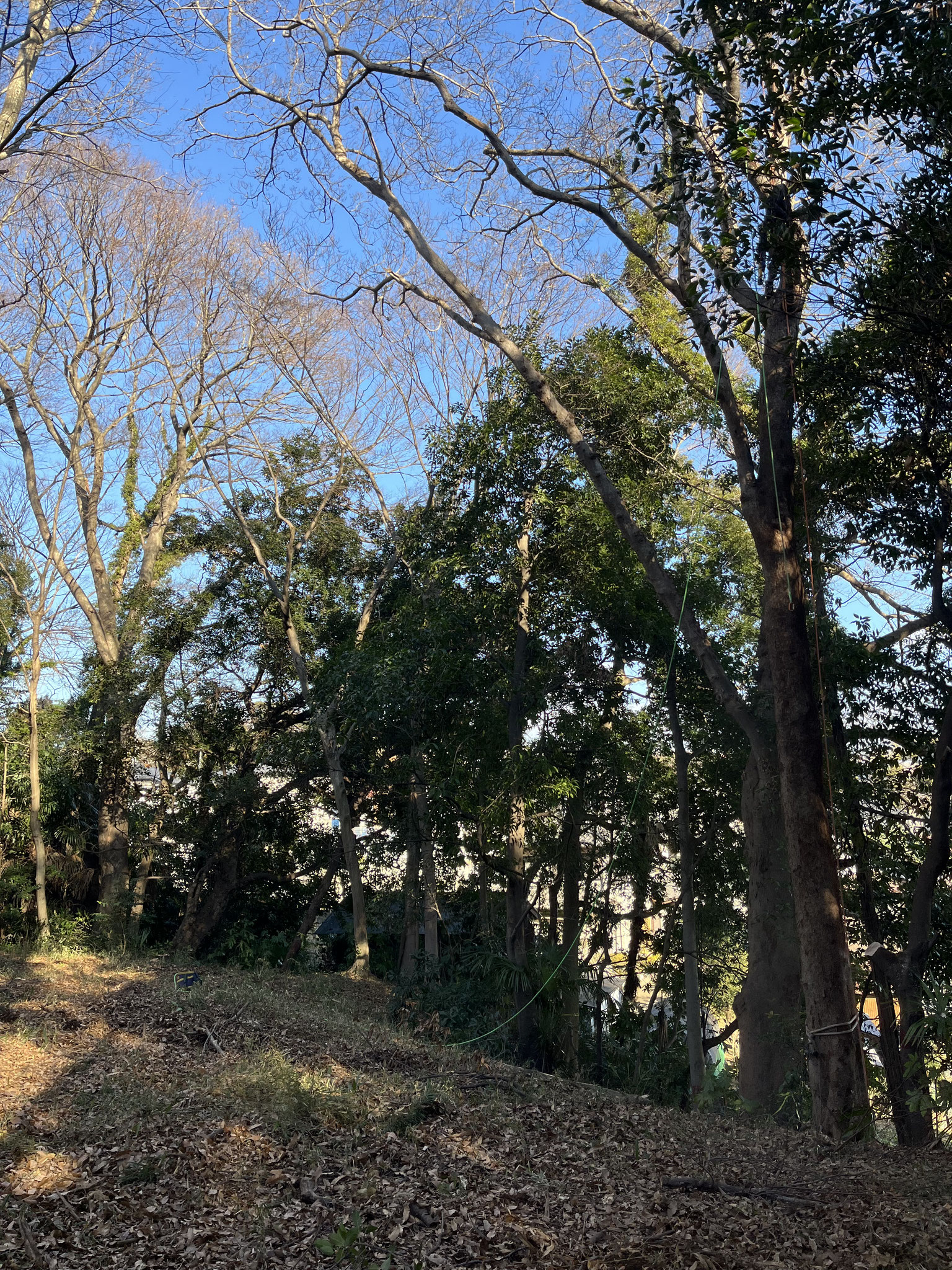 T-works|千葉県市原市|高木剪定|危険木伐採|お庭のお手入れ T-works|千葉県市原市|高木剪定|危険木伐採|お庭のお手入れ