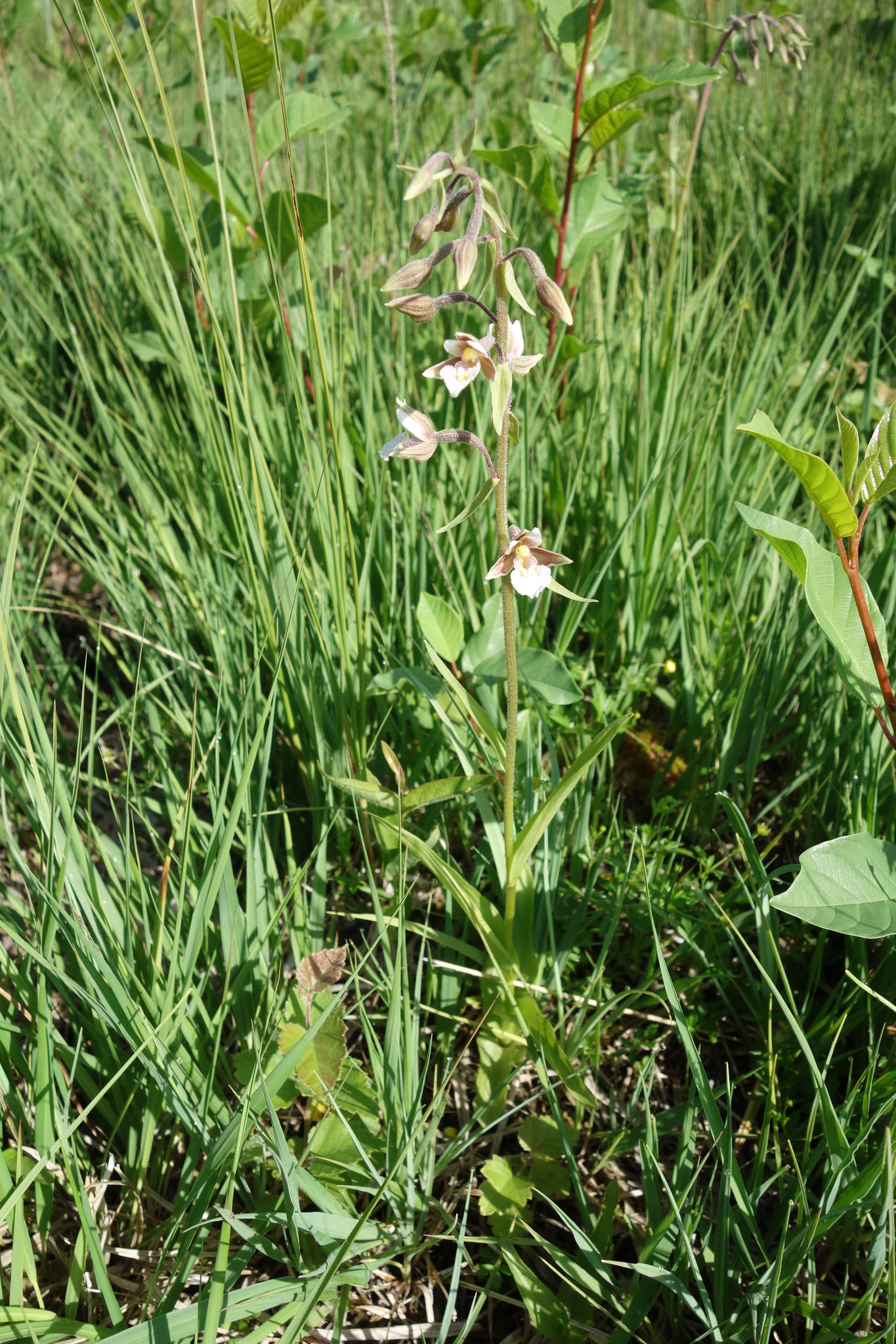 Sumpf-Sitter (Epipactis palustris) im Kalkflachmoor Zarrentin