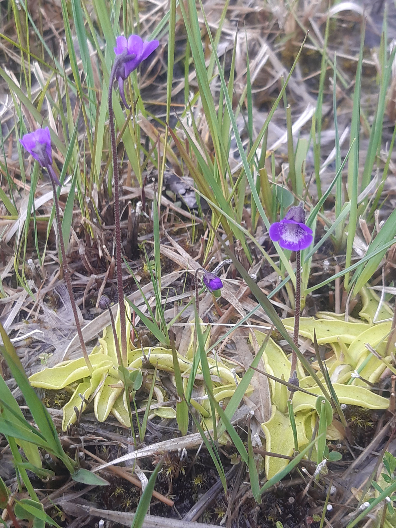 Gemeines Fettkraut (Pinguicula vulgaris) im Kalkflachmoor Zarrentin