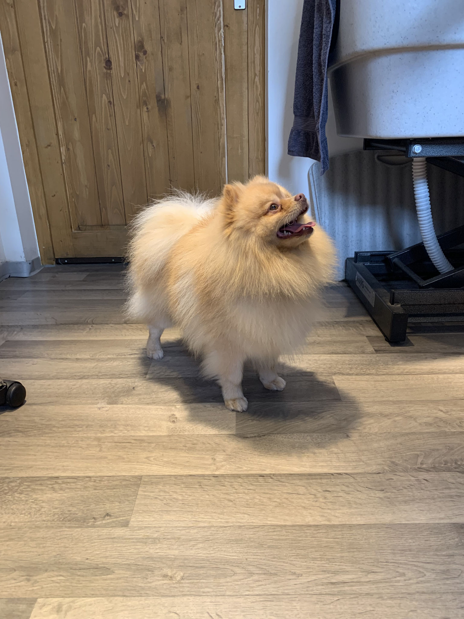 Pomeranian Anton