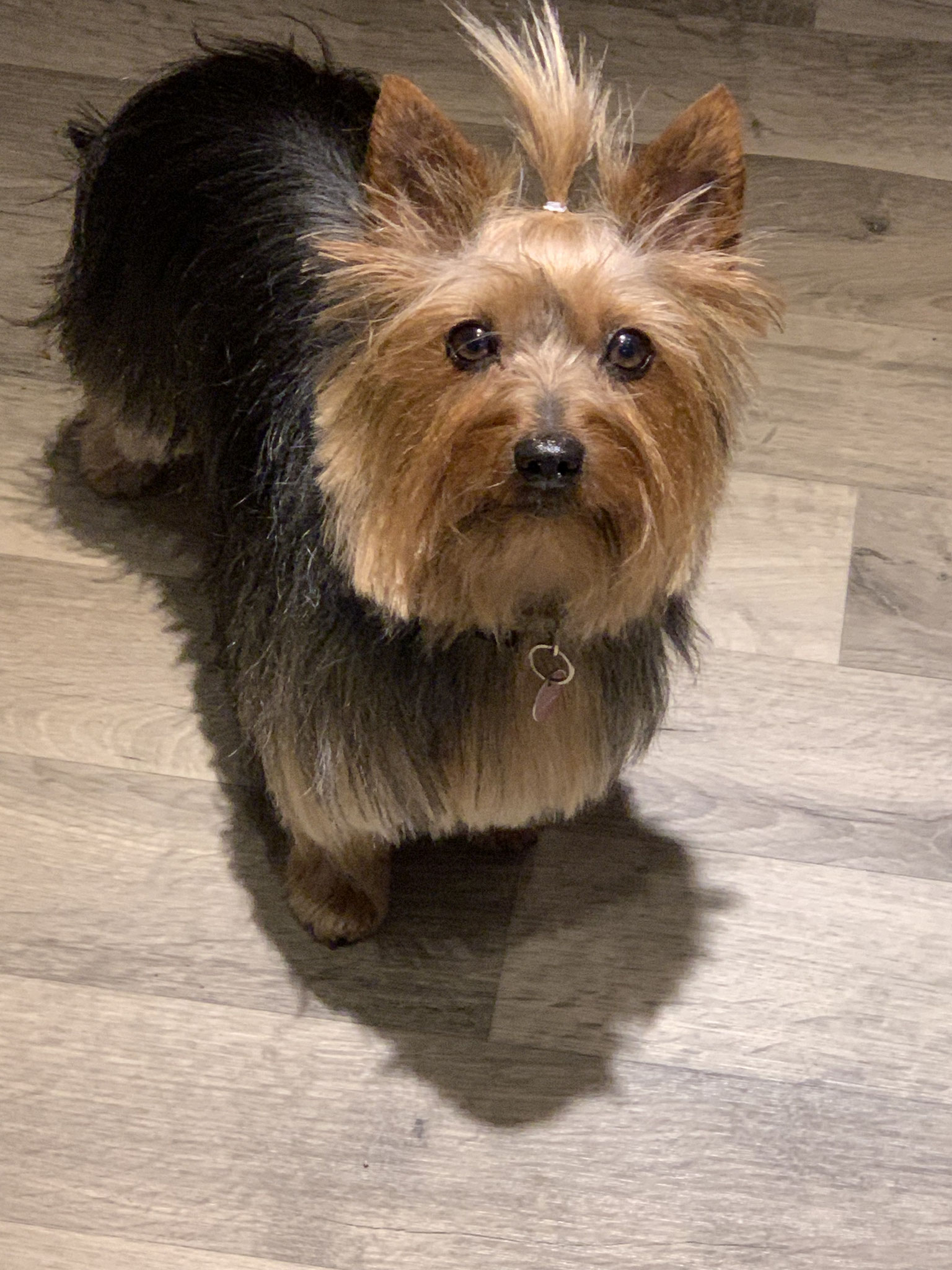 Yorkshire Terrier Coco