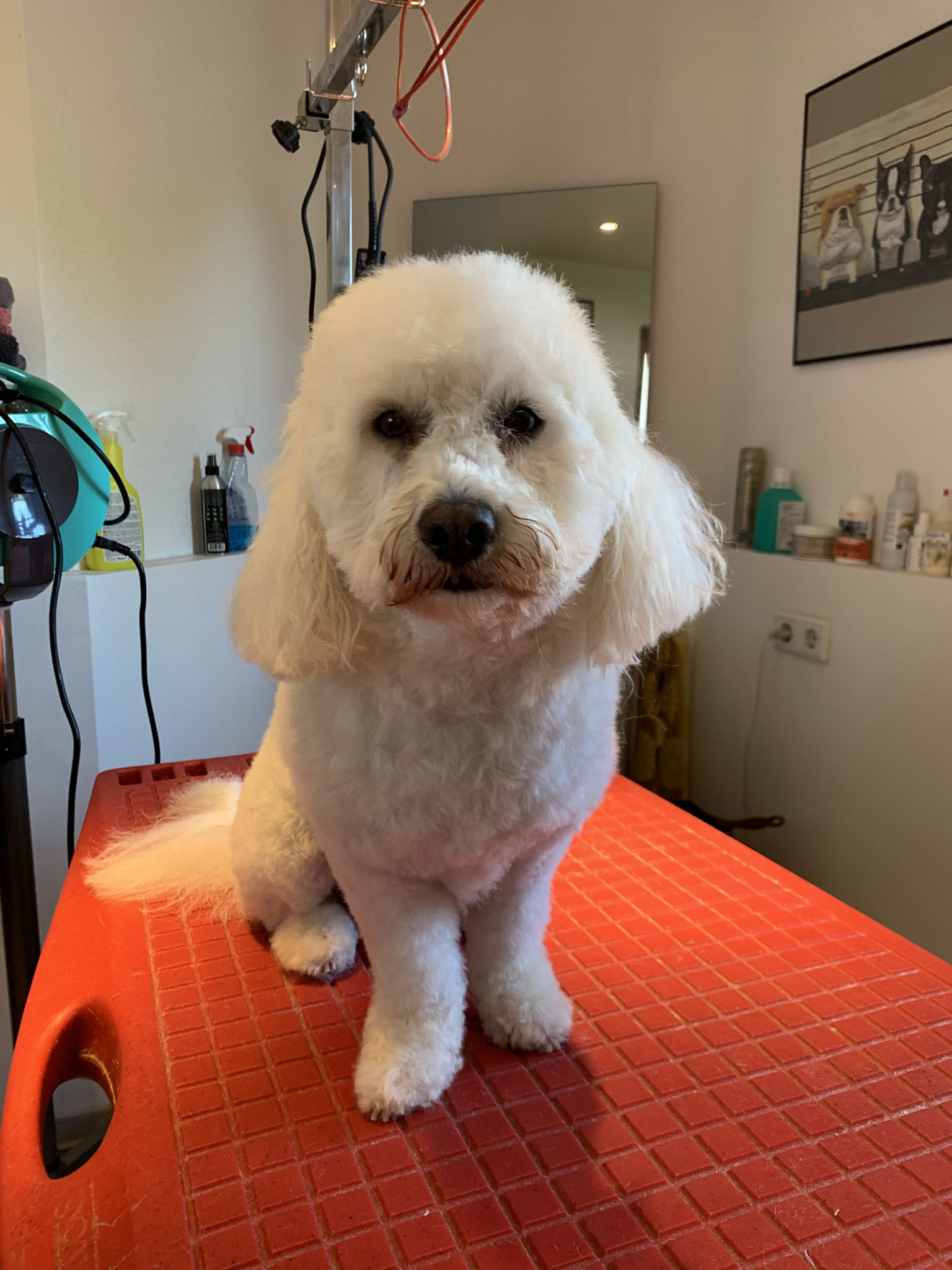 Maltipoo Louis